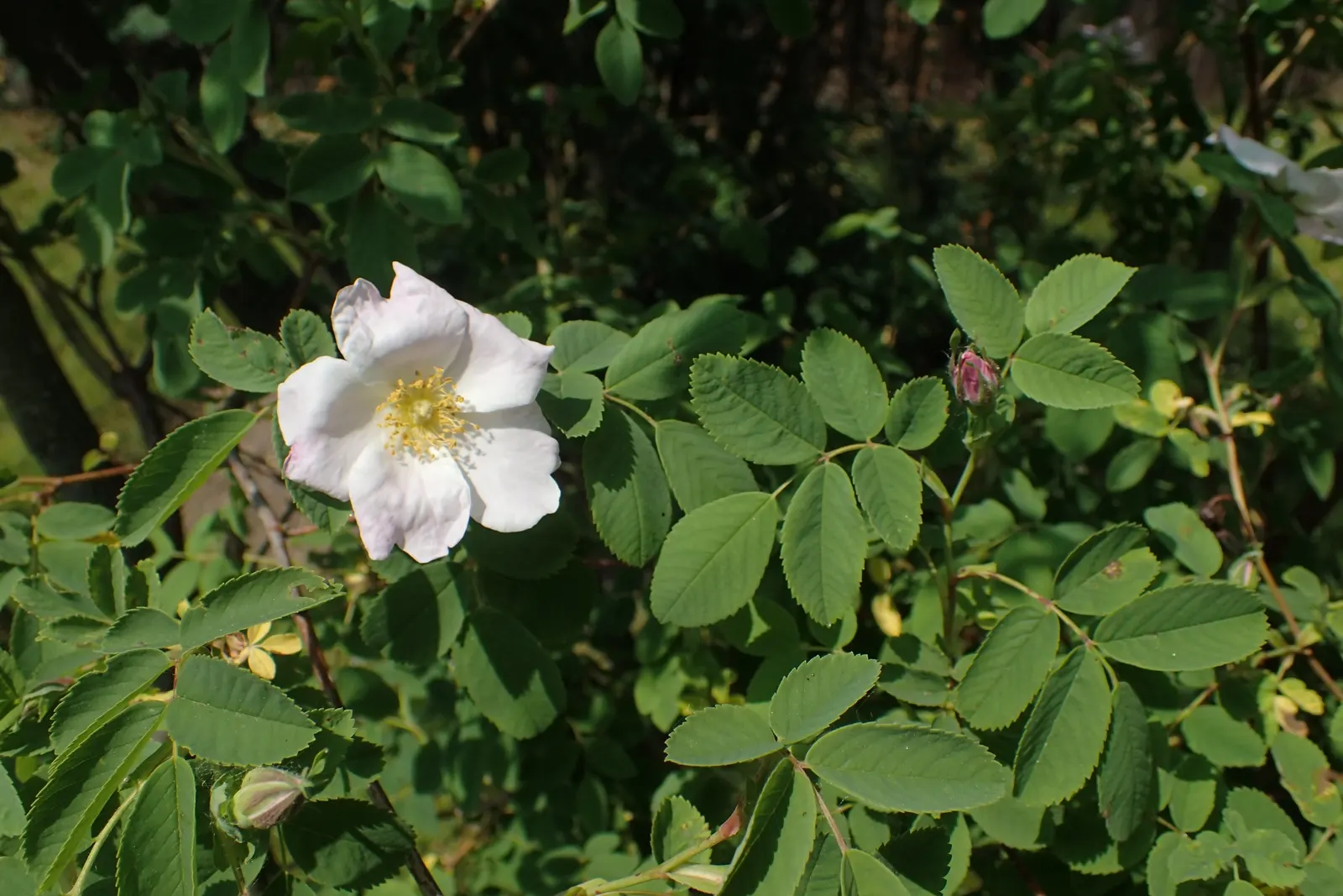 Woods Rose (Rosa Woodsii) — rounded silhouette.<br><br>Characterized by its pinnately compound leaves; which typically feature 5 to 9 leaflets with, image 66