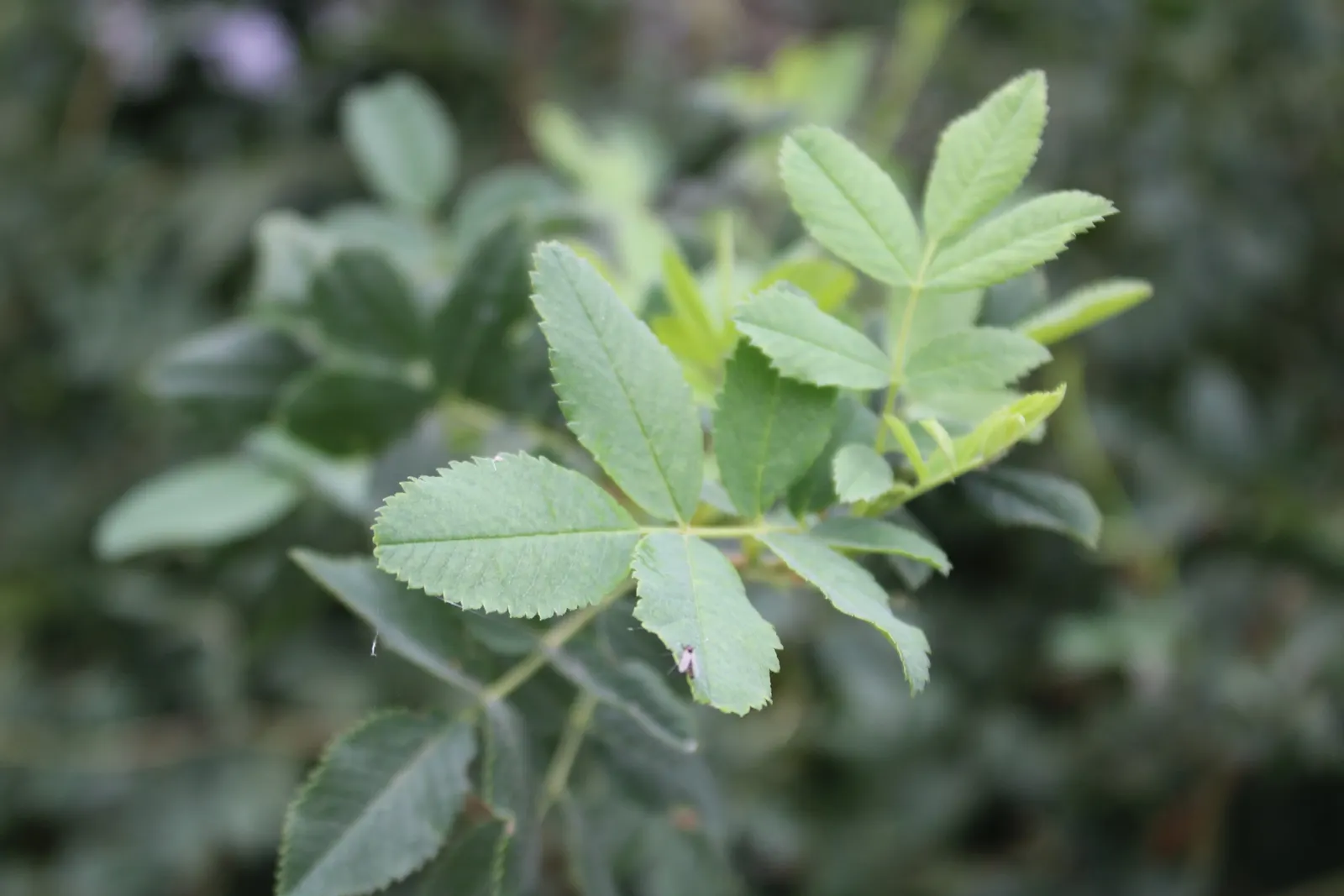 Woods Rose (Rosa Woodsii) — so placement should consider foot traffic to prevent unwanted encounters; notable for its fragrant flowers, image 81