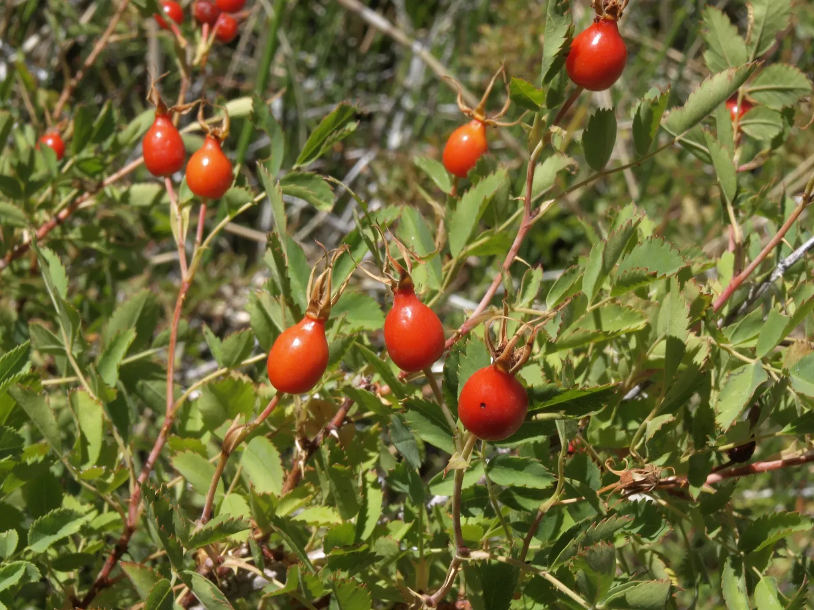 Woods Rose (Rosa Woodsii) — this deciduous shrub stands at an average height of 3 to 6 feet with a comparable spread; notable for its fragrant, image 93