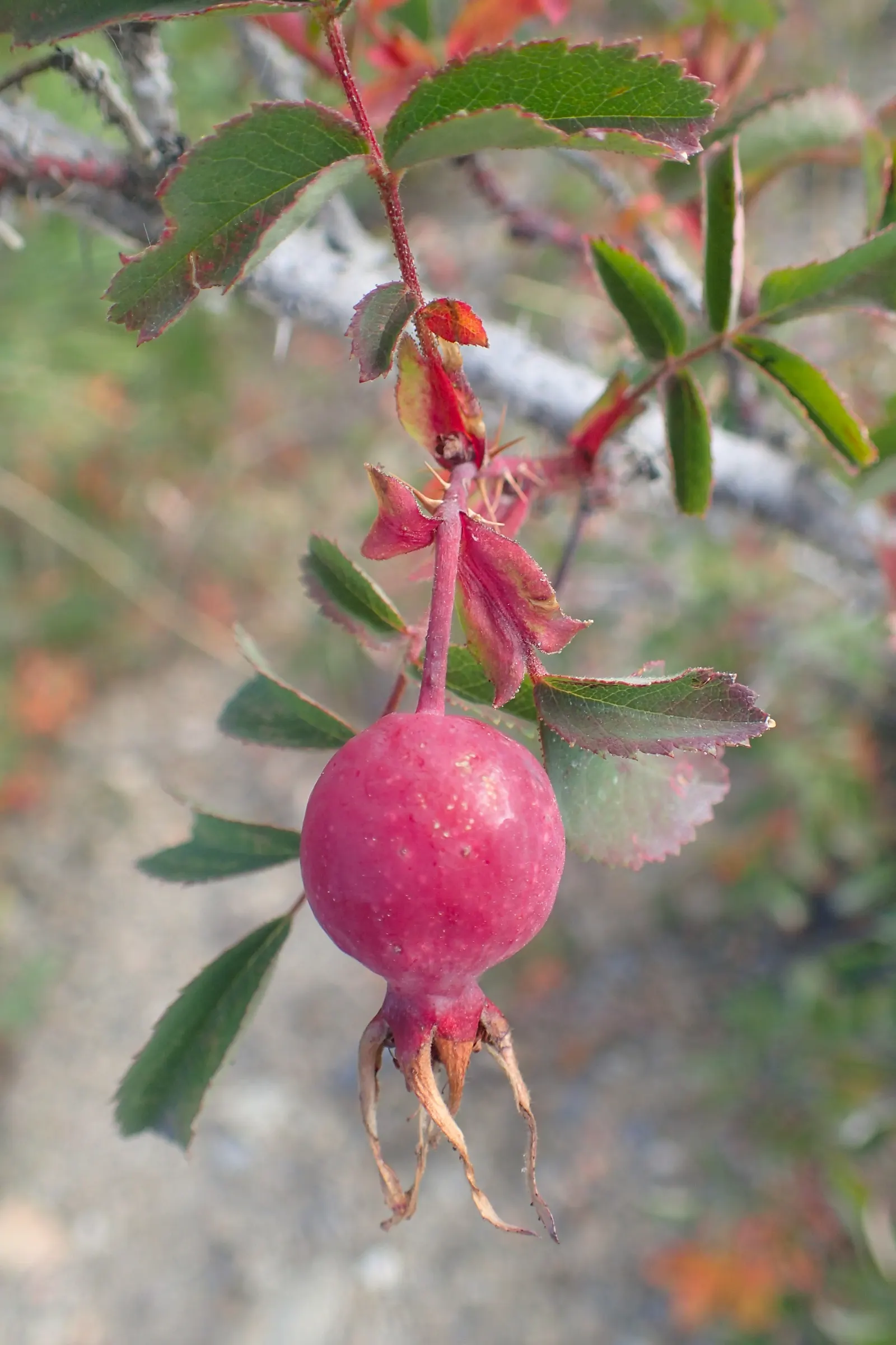 Woods Rose (Rosa Woodsii) — and arching stems with sparse thorns; notable for its fragrant flowers, image 61
