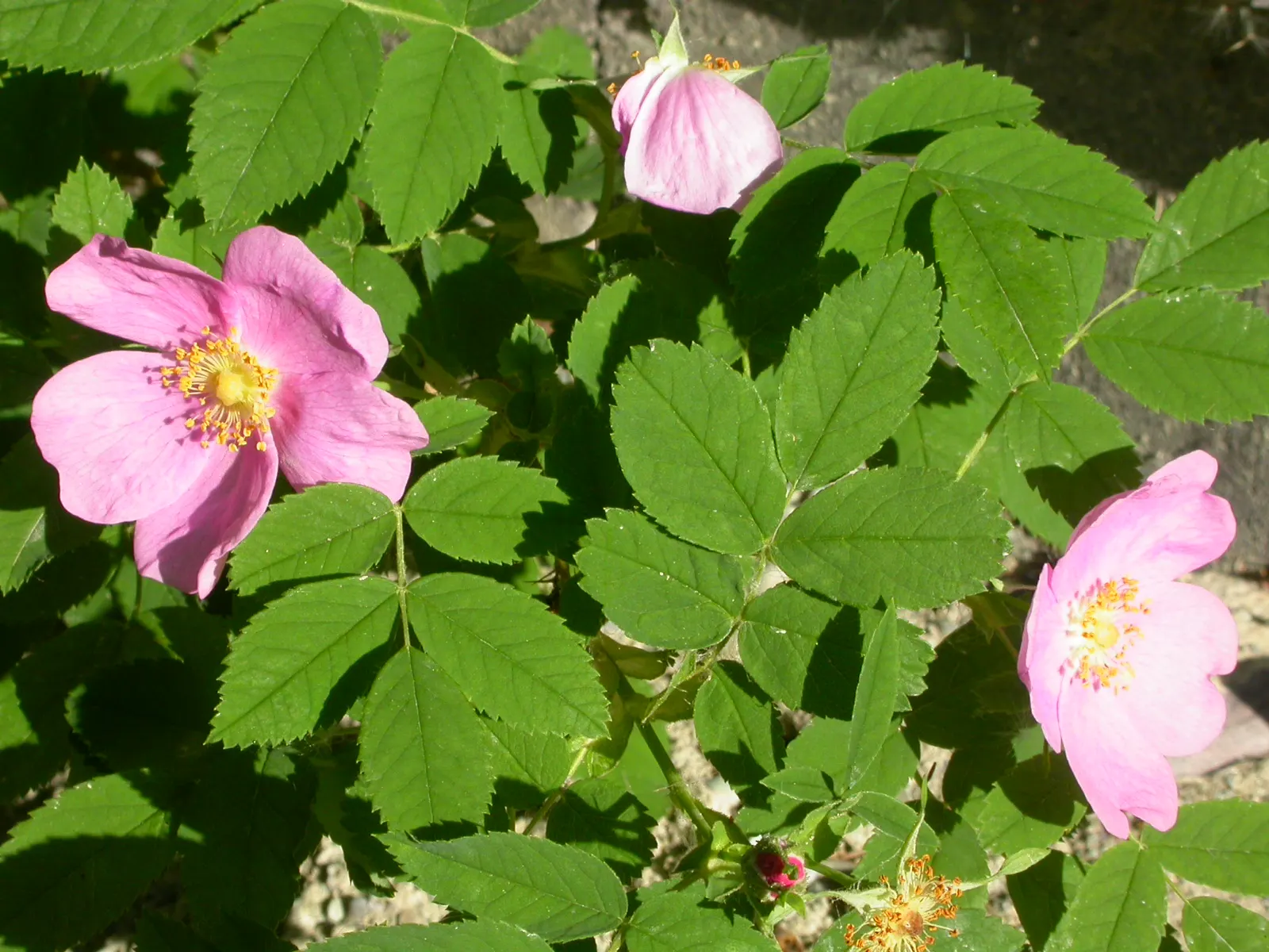Woods Rose (Rosa Woodsii) — This hardy species thrives in USDA zones 3-7, reaching 2-5 feet tall and wide; which typically feature 5 to 9 leaflets, image 86