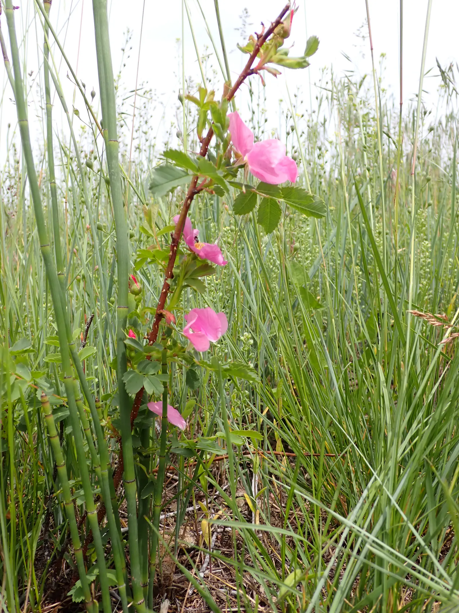 Woods Rose (Rosa Woodsii) — shrub with white blooms
