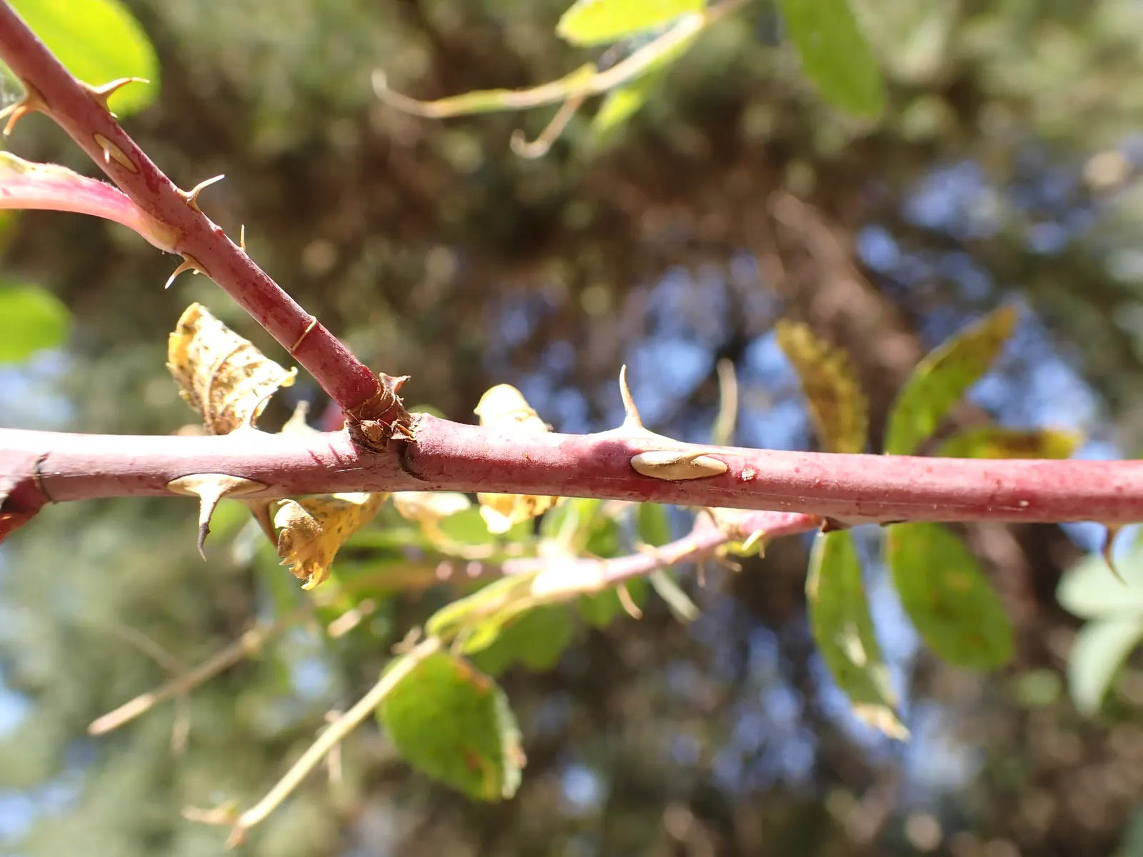 Woods Rose (Rosa Woodsii) — each measuring 1 to 3 inches across; notable for its fragrant flowers, image 69