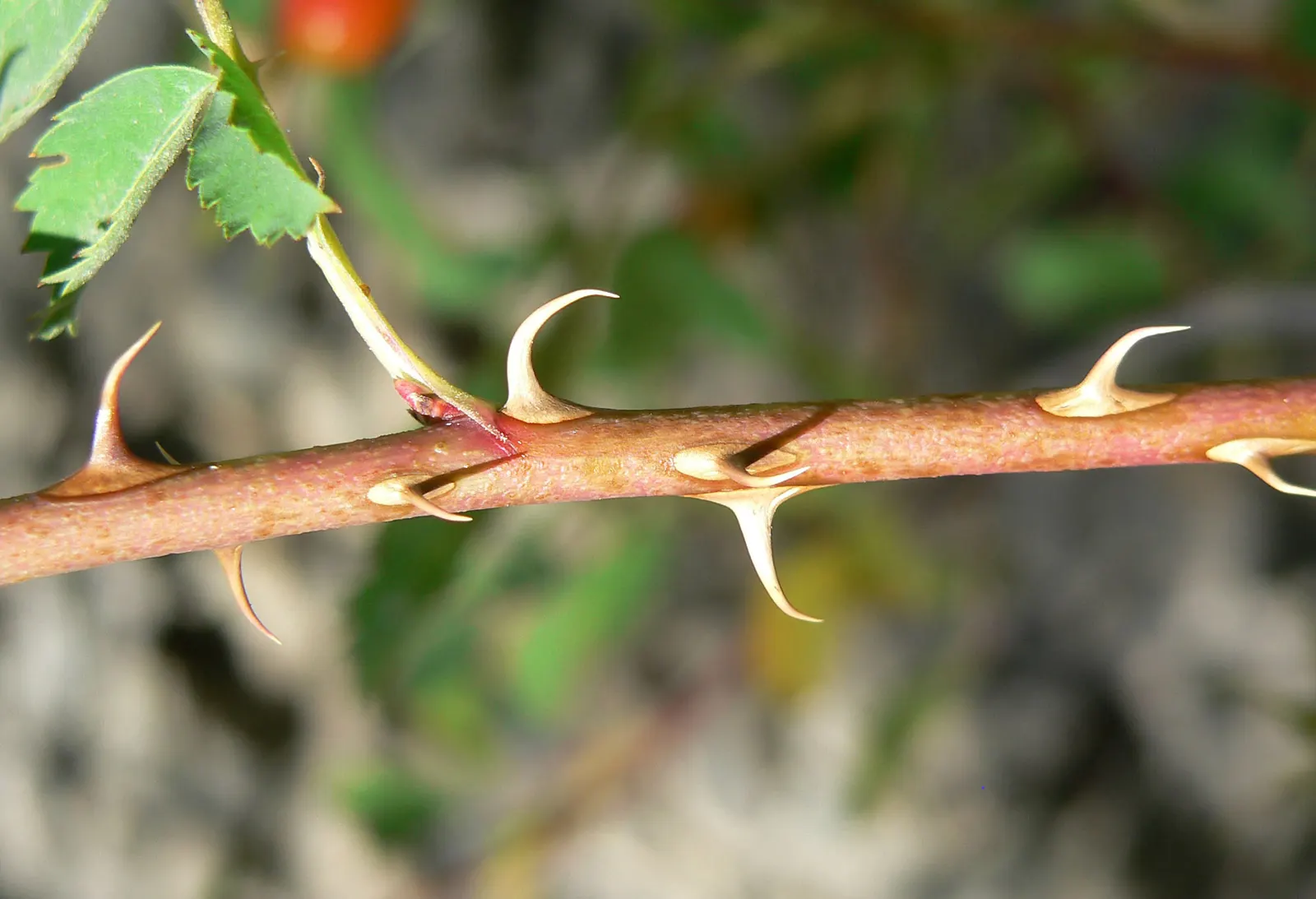 Woods Rose (Rosa Woodsii) — roughly 0.25 to 0.5 inches in diameter; which typically feature 5 to 9 leaflets with serrated margins, image 74