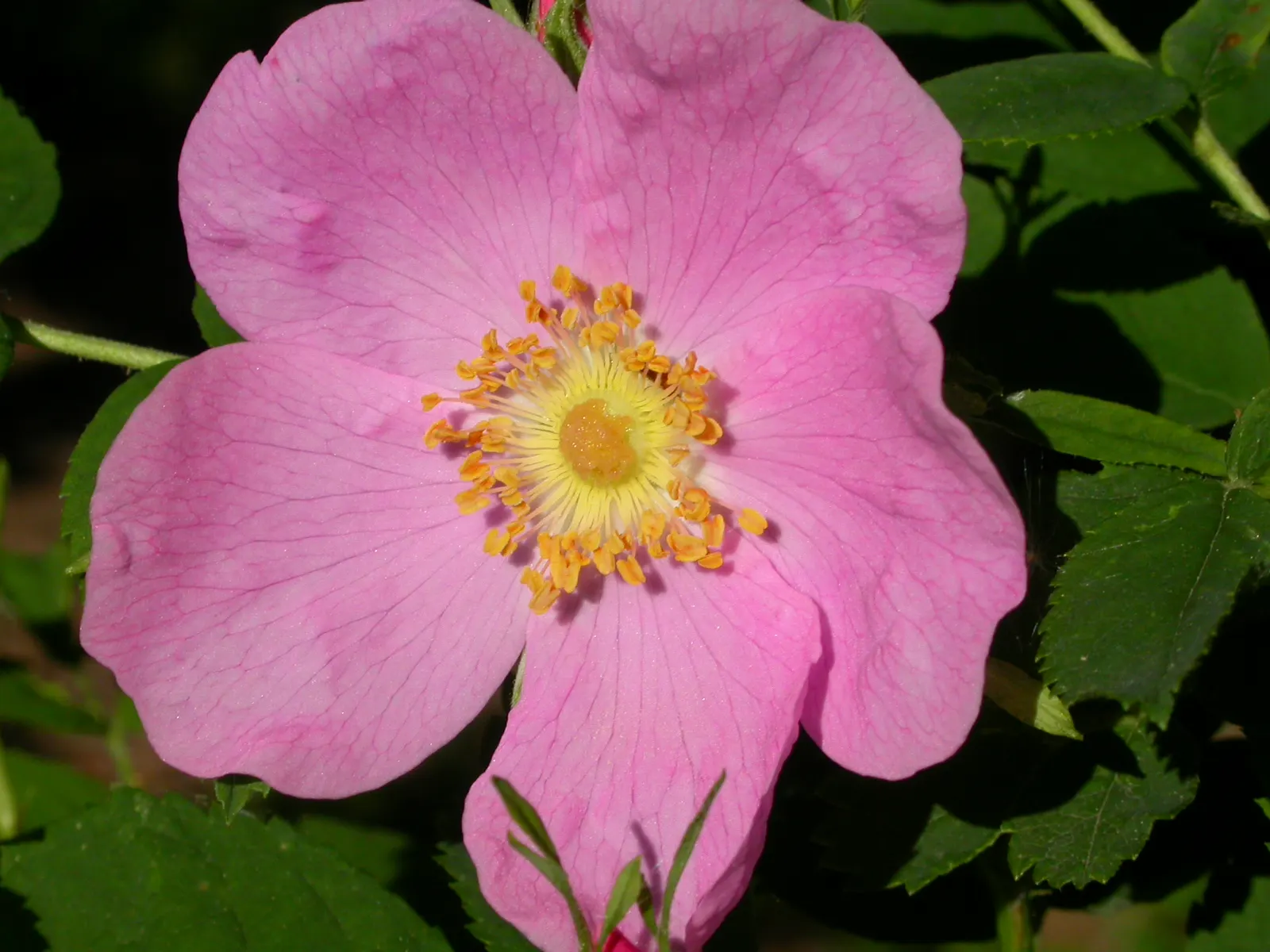 Woods Rose (Rosa Woodsii) — Notable for its fragrant flowers; so placement should consider foot traffic to prevent unwanted encounters, image 88