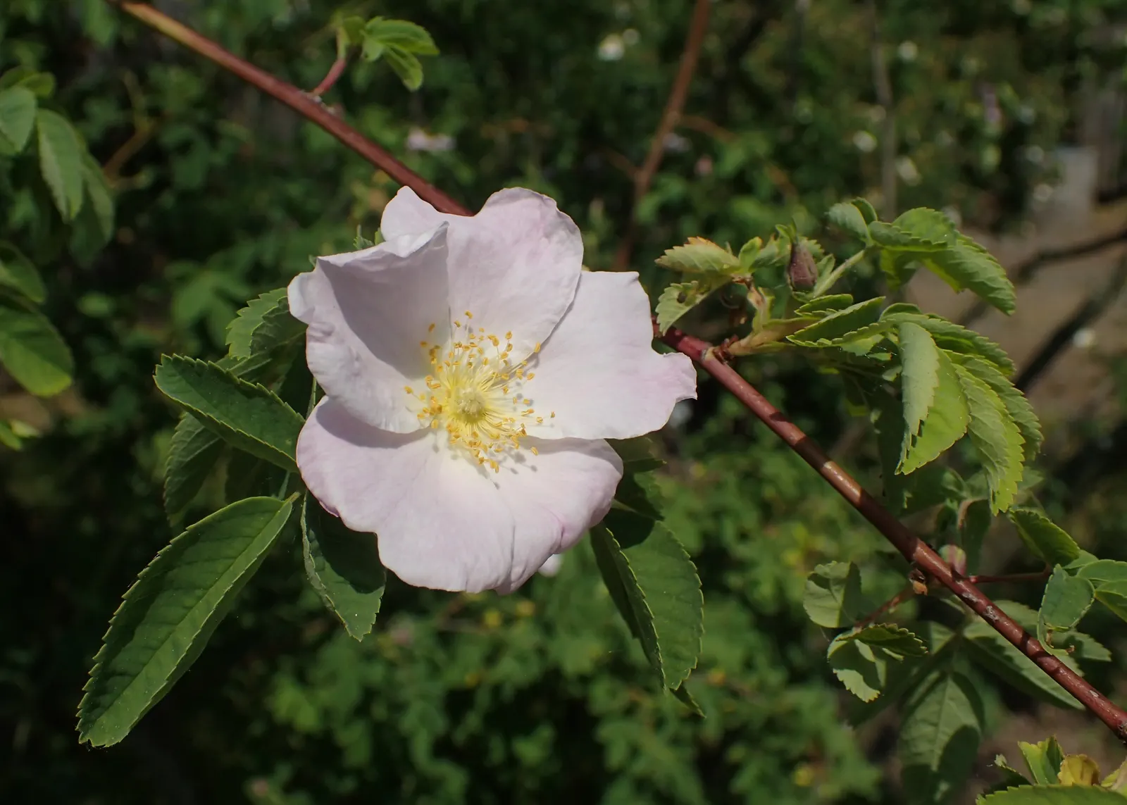 Woods Rose (Rosa Woodsii) — pink to deep rose flowers; so placement should consider foot traffic to prevent unwanted encounters, image 68