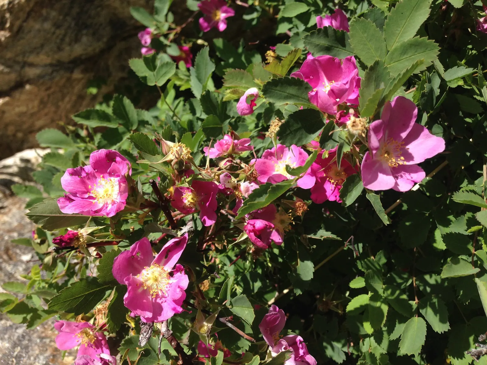 Woods Rose (Rosa Woodsii) — which typically feature 5 to 9 leaflets with serrated margins; roughly 0.25 to 0.5 inches in diameter, image 95