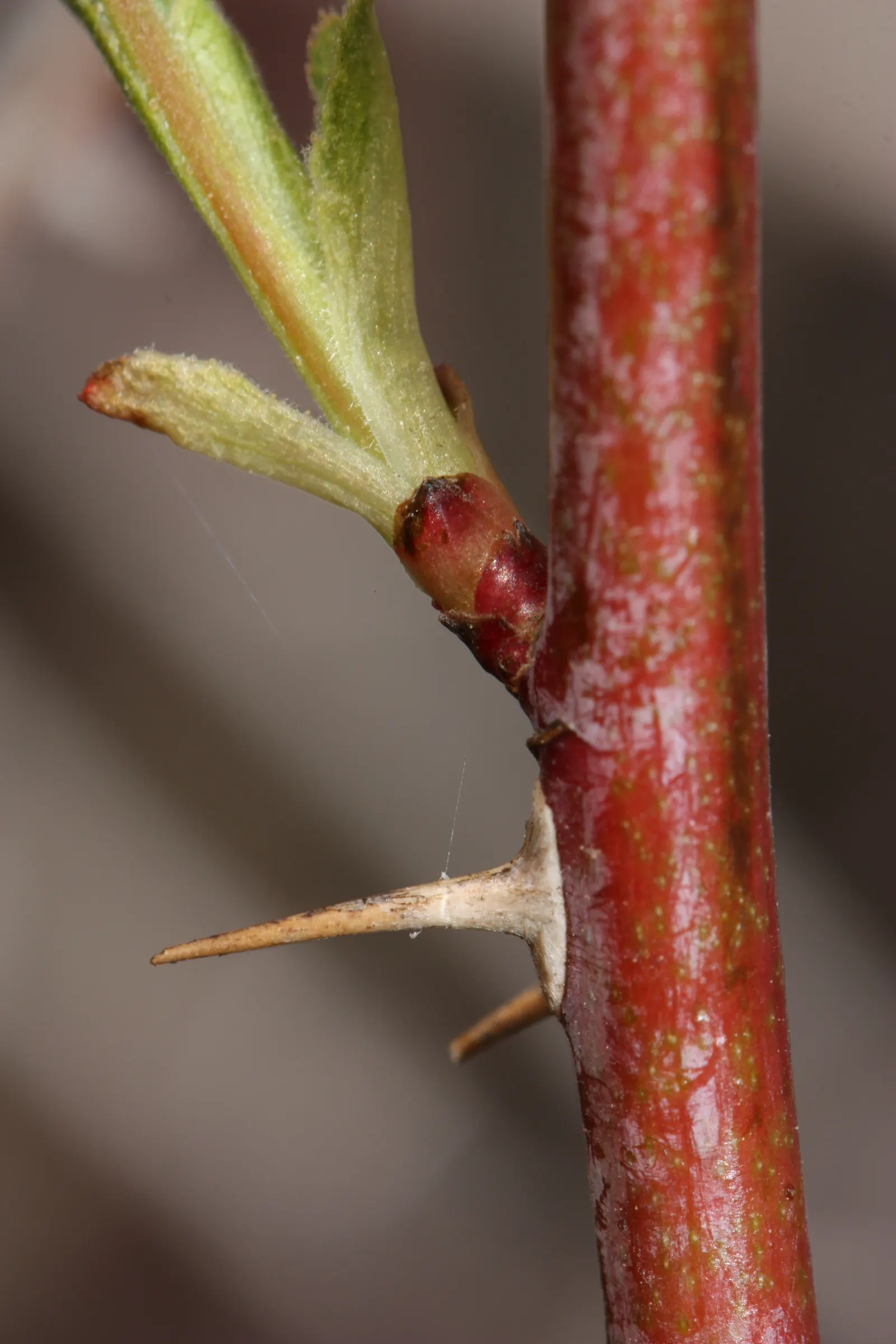 Woods Rose (Rosa Woodsii) — it is equipped with thorns; so placement should consider foot traffic to prevent unwanted encounters, image 80