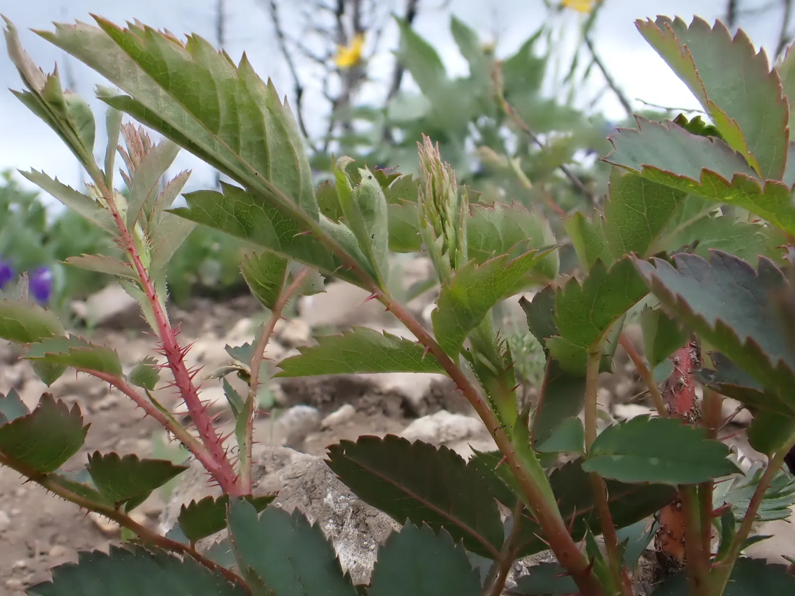 Woods Rose (Rosa Woodsii) — which persist into the winter; roughly 0.25 to 0.5 inches in diameter, image 75