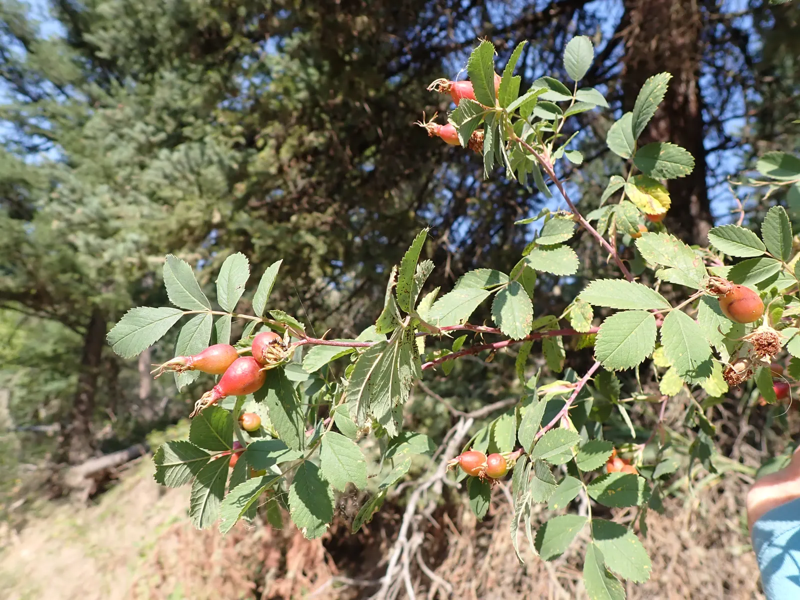 Woods Rose (Rosa Woodsii) — attracting an array of pollinators including bees and butterflies.<br><br>Following the flowering period; so placement, image 100