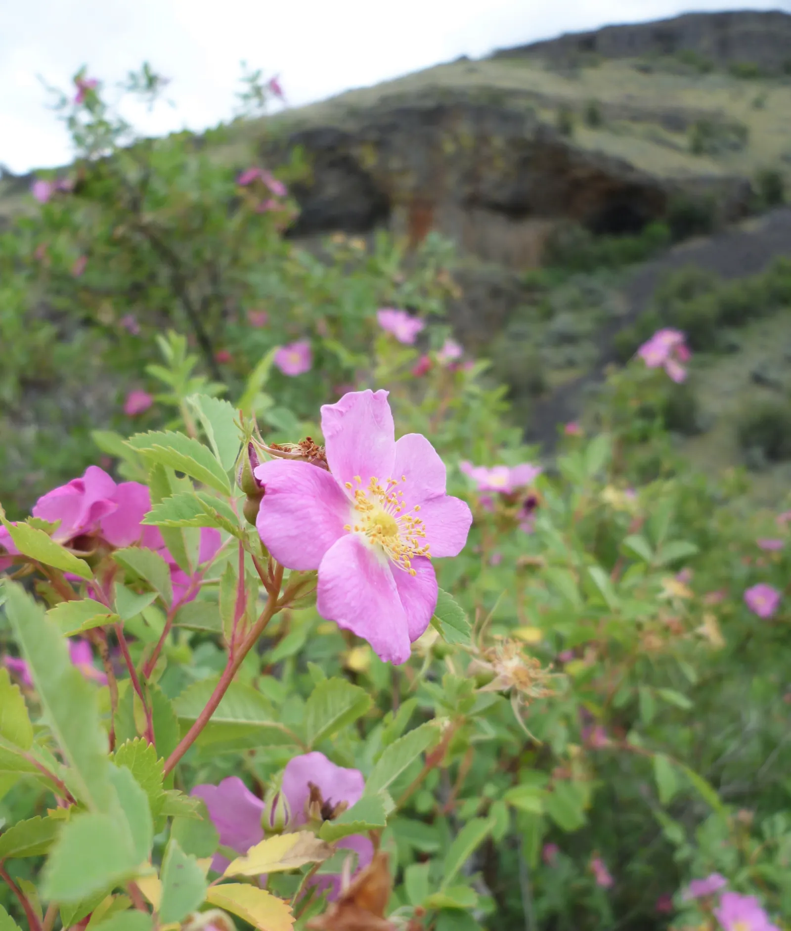 Woods Rose (Rosa Woodsii) — offering a balanced blend of ornamental beauty and natural hardiness; so placement should consider foot traffic to, image 92