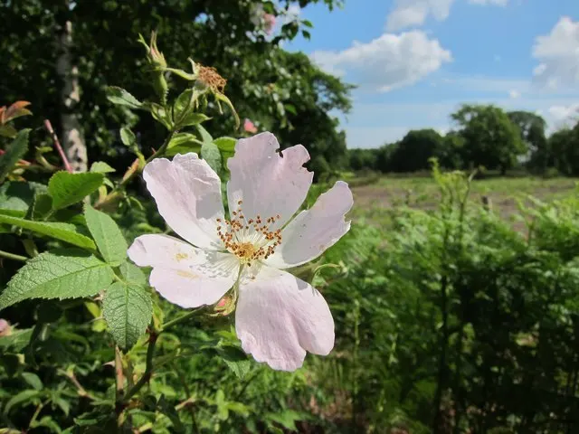 Woods Rose (Rosa Woodsii) — the plant produces striking red-orange hips