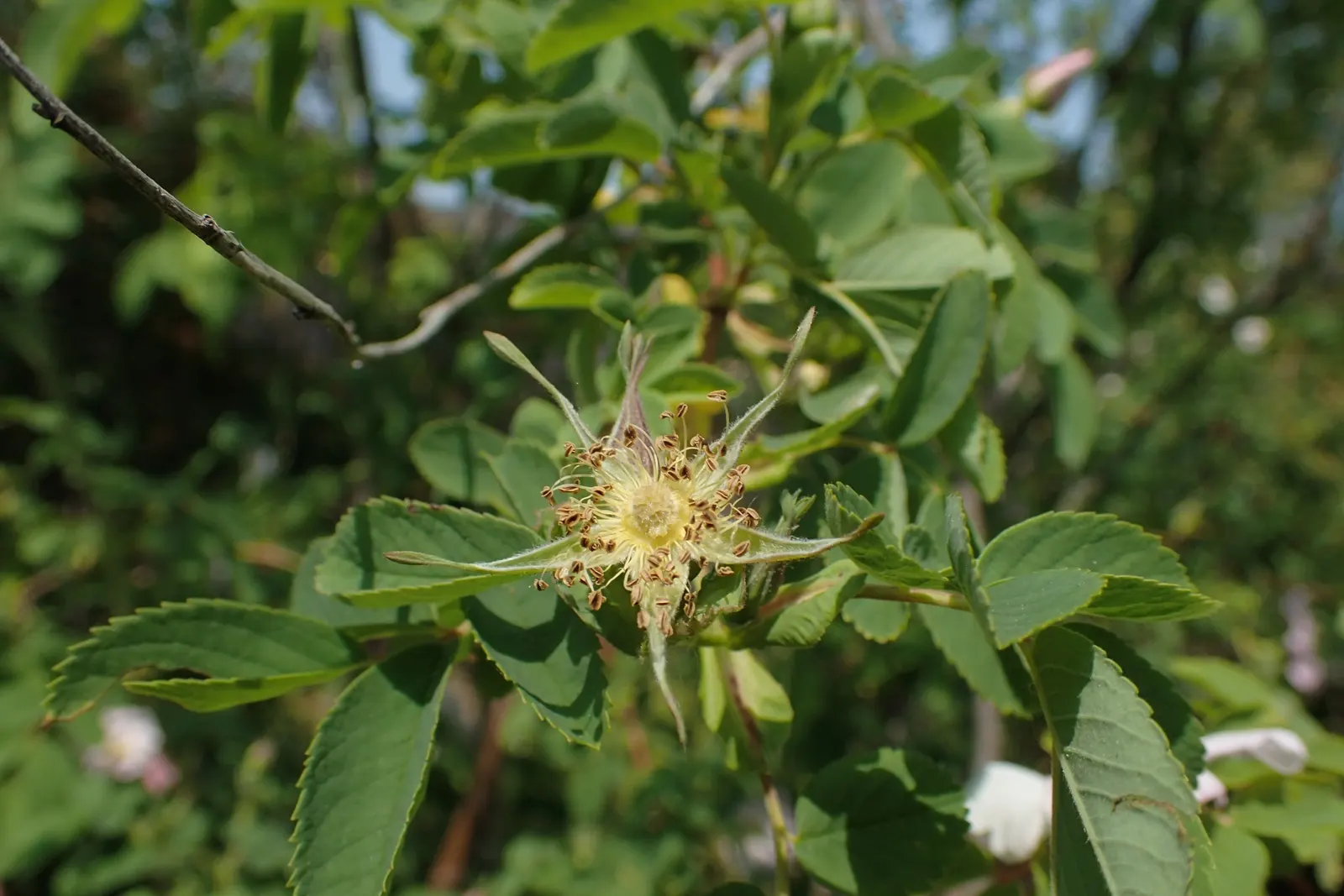 Woods Rose (Rosa Woodsii) — offering a balanced blend of ornamental beauty and natural hardiness; so placement should consider foot traffic to, image 64