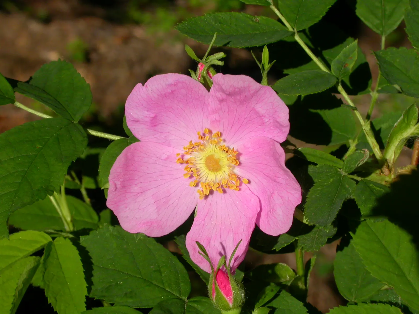 Woods Rose (Rosa Woodsii) — Rosa woodsii prefers well-drained soils with full sun to partial shade exposure; so placement should consider foot, image 76