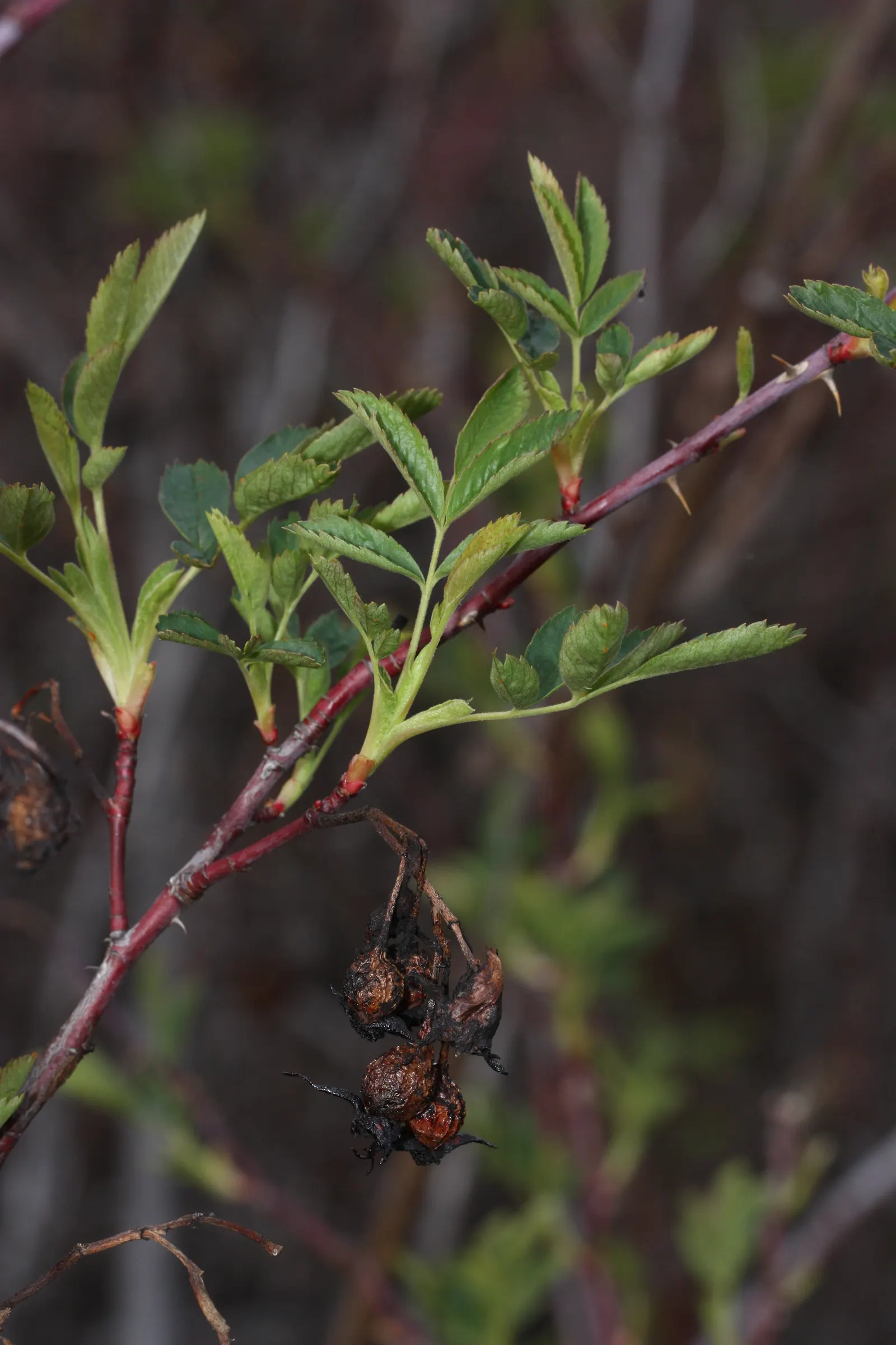 Woods Rose (Rosa Woodsii) — and arching stems with sparse thorns; notable for its fragrant flowers, image 89