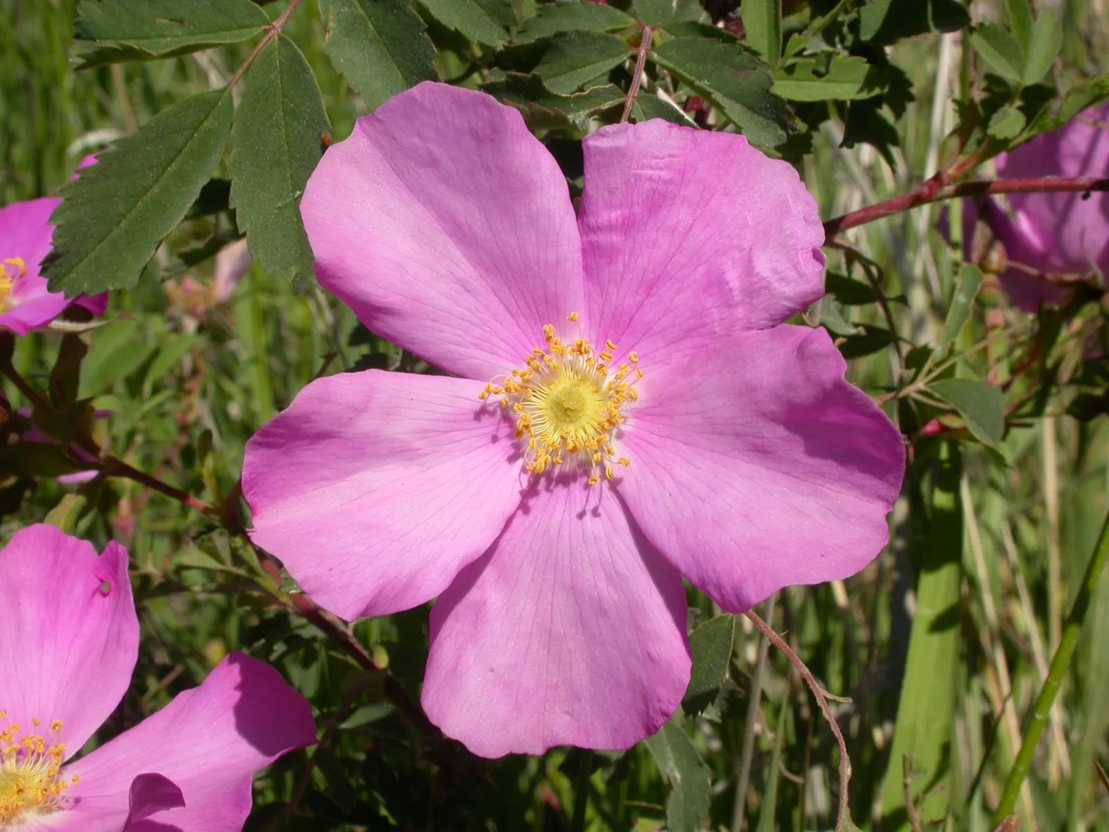 Woods Rose (Rosa Woodsii) — shrub for full or half; so placement should consider foot traffic to prevent unwanted encounters, image 84