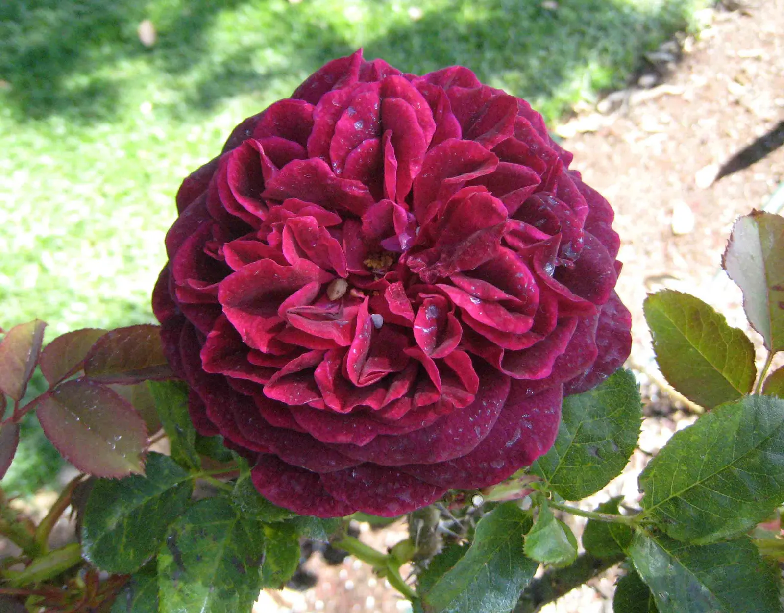 Woods Rose (Rosa Woodsii) — It exhibits exceptional drought tolerance once established, making it a suitable choice for xeriscaping