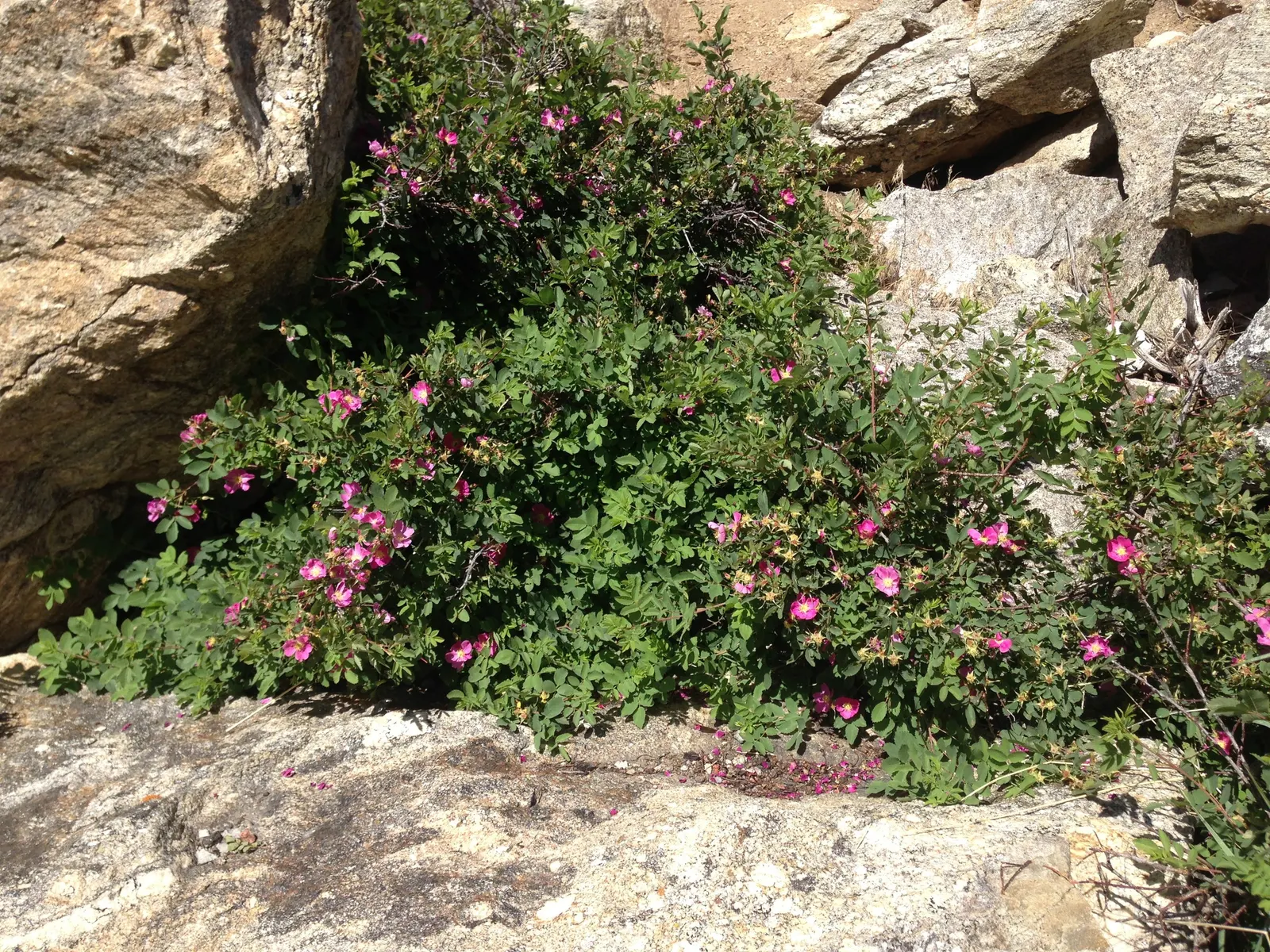 Woods Rose (Rosa Woodsii) — its blossoms come alive with a light; roughly 0.25 to 0.5 inches in diameter, image 99