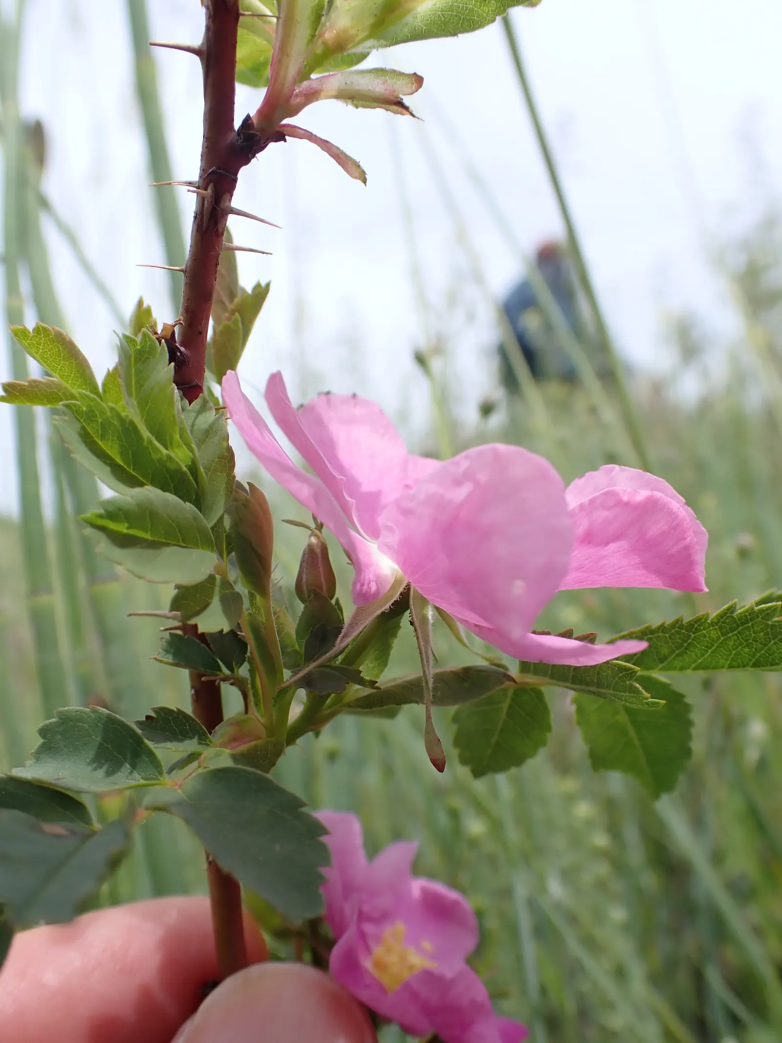 Woods Rose (Rosa Woodsii) — Its adaptability allows for use in a variety of landscape designs
