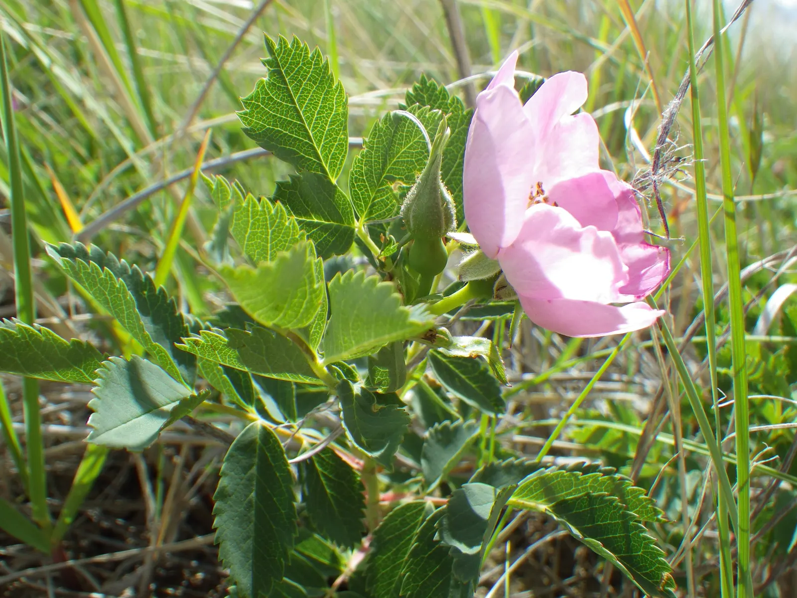 Woods Rose (Rosa Woodsii) — is a delightful shrub and an asset to any landscape; roughly 0.25 to 0.5 inches in diameter, image 63