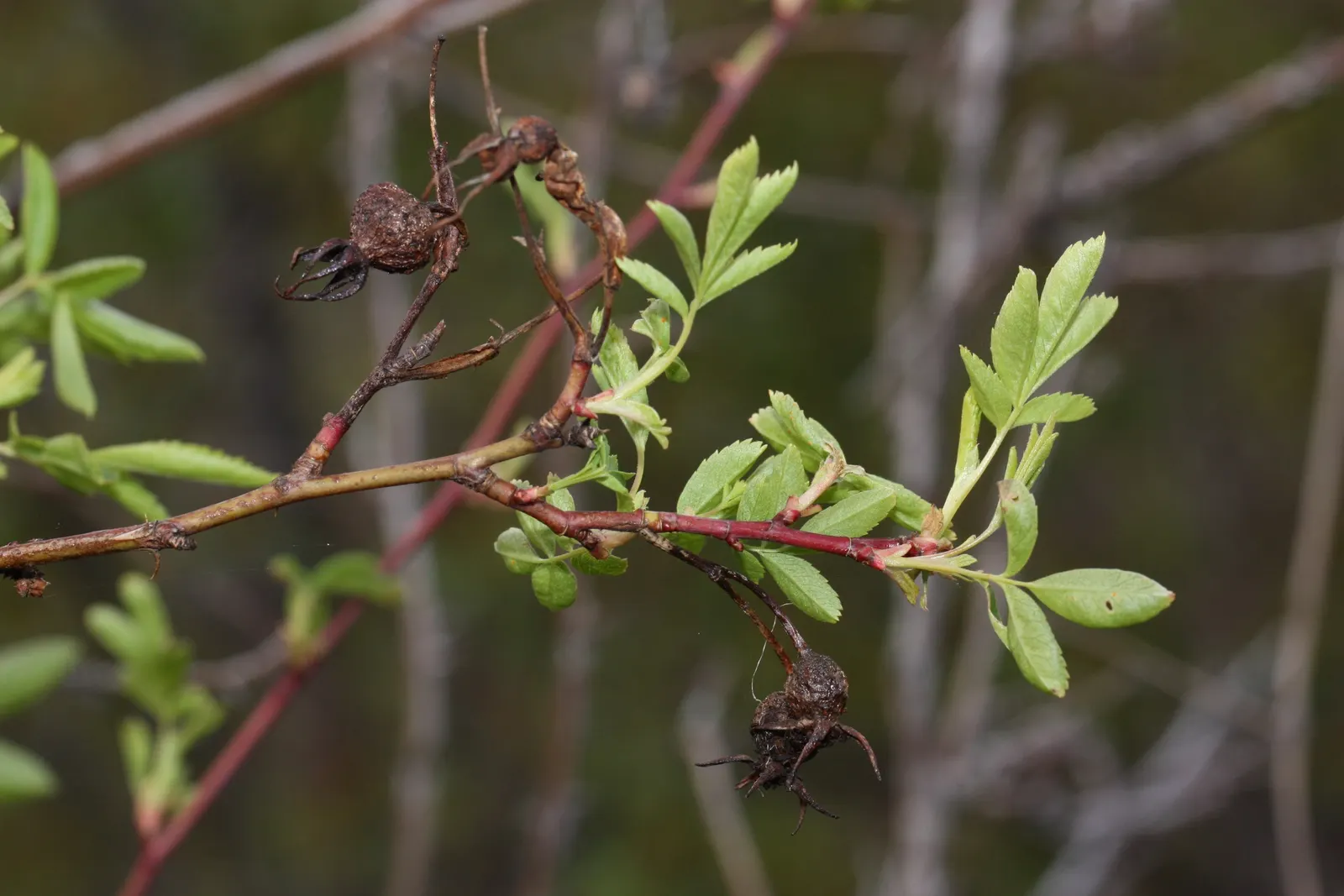 Woods Rose (Rosa Woodsii) — it provides excellent wildlife habitat and seasonal interest; which typically feature 5 to 9 leaflets with serrated, image 90
