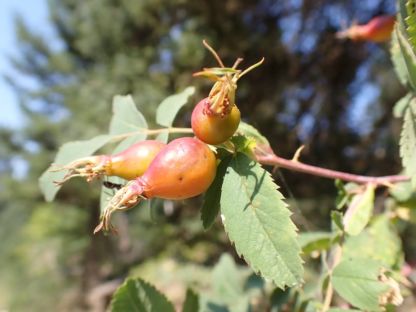 Woods Rose (Rosa Woodsii) — pink to deep rose flowers; so placement should consider foot traffic to prevent unwanted encounters, image 96