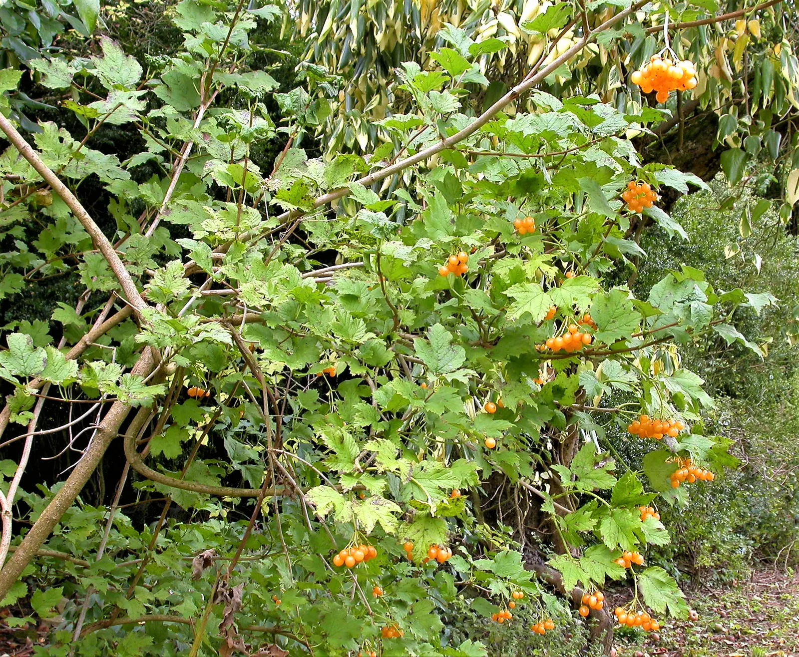 Woods Rose (Rosa Woodsii) — roughly 0.25 to 0.5 inches in diameter