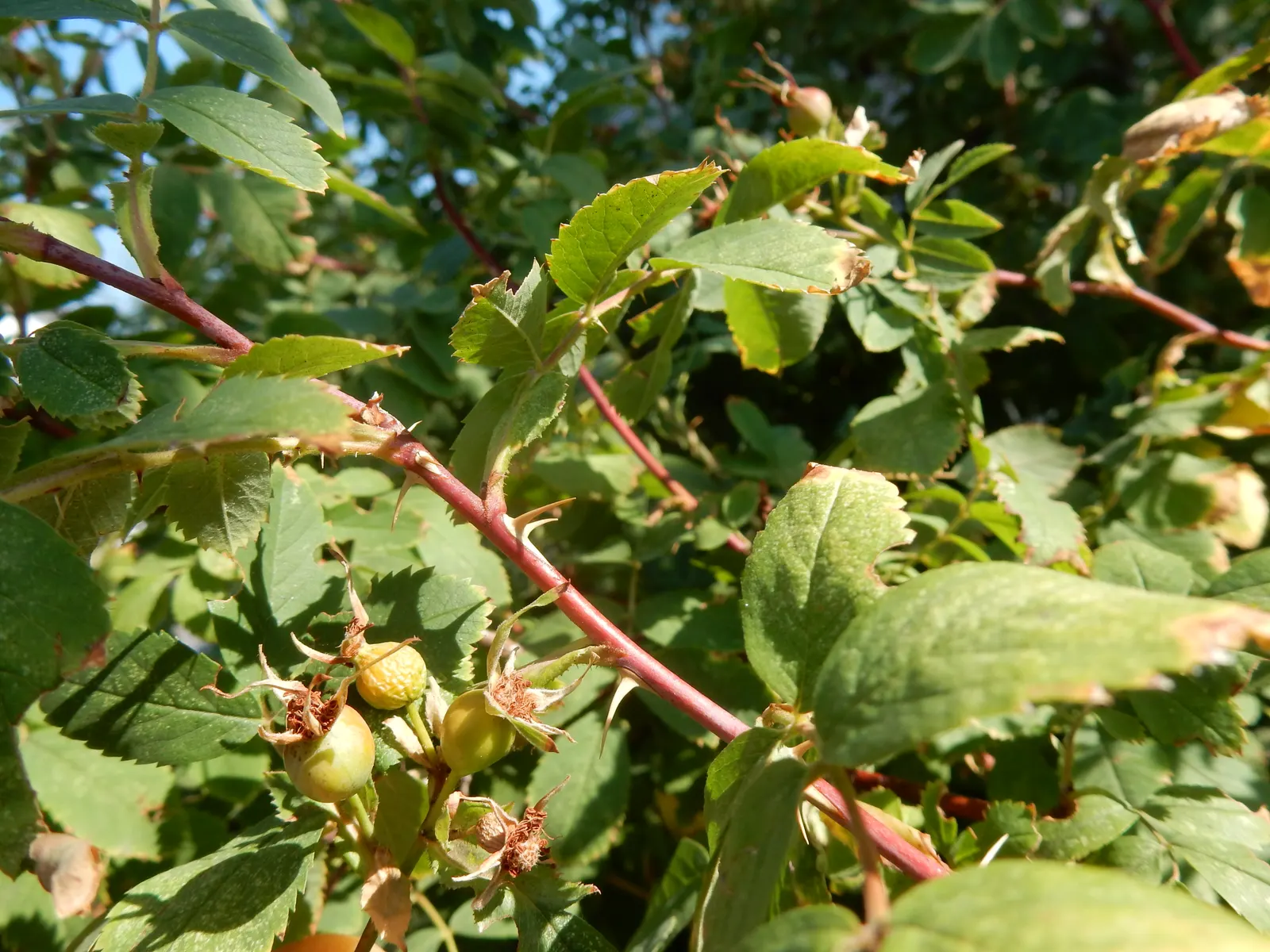 Woods Rose (Rosa Woodsii) — Rosa woodsii prefers well-drained soils with full sun to partial shade exposure