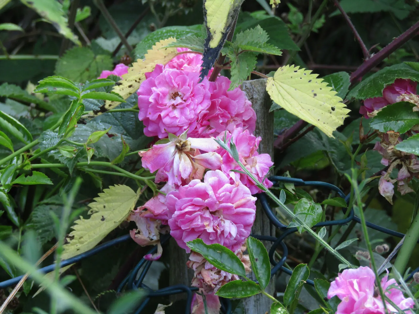Woods Rose (Rosa Woodsii) — roughly 0.25 to 0.5 inches in diameter; which typically feature 5 to 9 leaflets with serrated margins, image 102