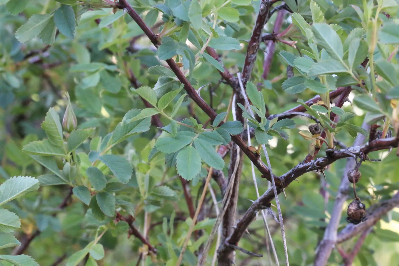 Woods Rose (Rosa Woodsii) — which persist into the winter; roughly 0.25 to 0.5 inches in diameter