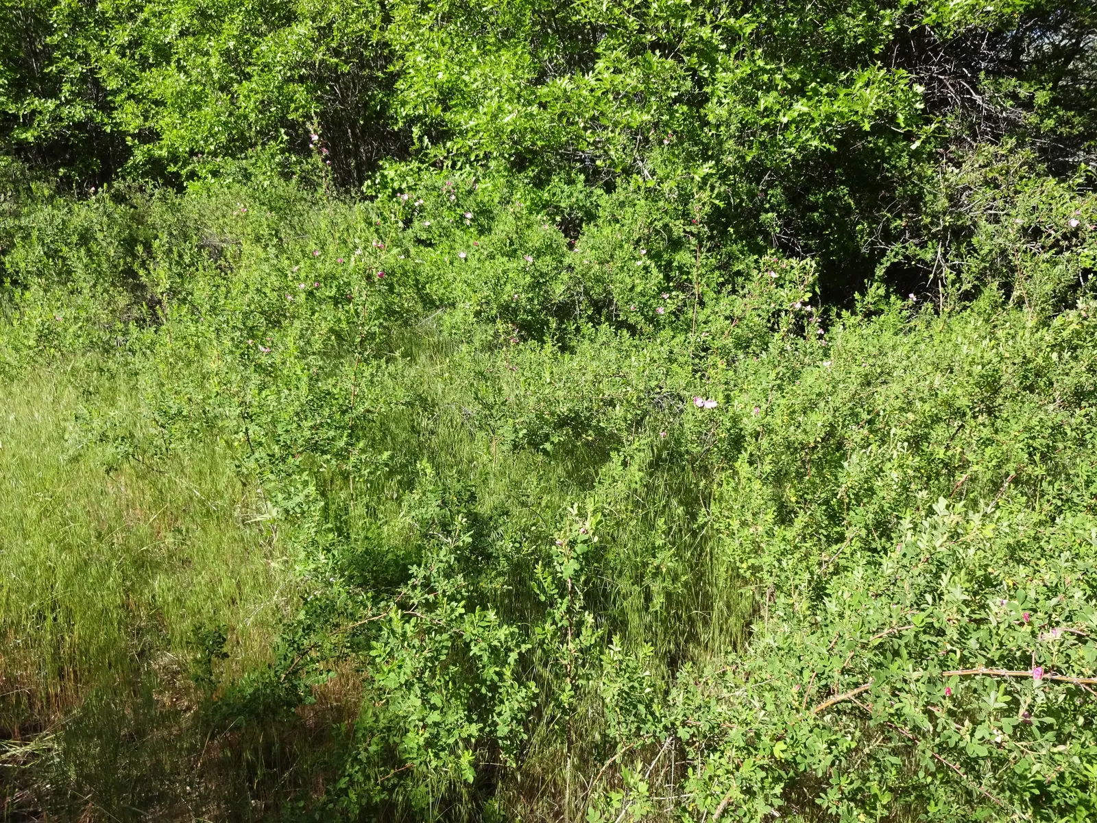Woods Rose (Rosa Woodsii) — attracting an array of pollinators including bees and butterflies.<br><br>Following the flowering period; so placement should