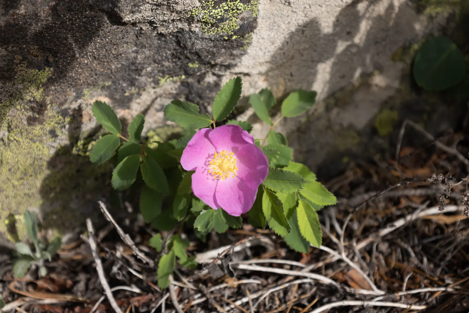 Woods Rose (Rosa Woodsii) — Rosa woodsii prefers well-drained soils with full sun to partial shade exposure; so placement should consider foot traffic to