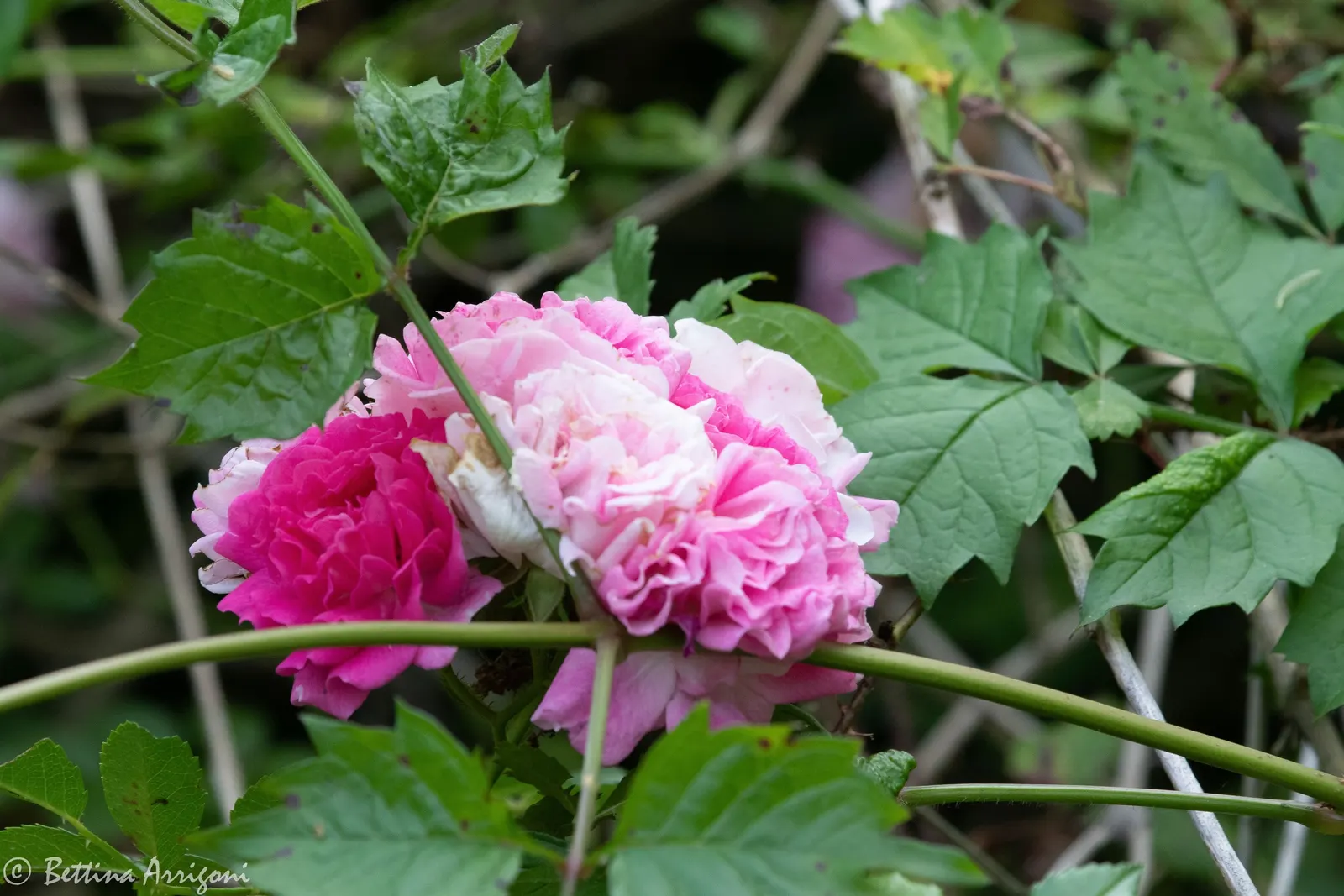Woods Rose (Rosa Woodsii) — which typically feature 5 to 9 leaflets with serrated margins