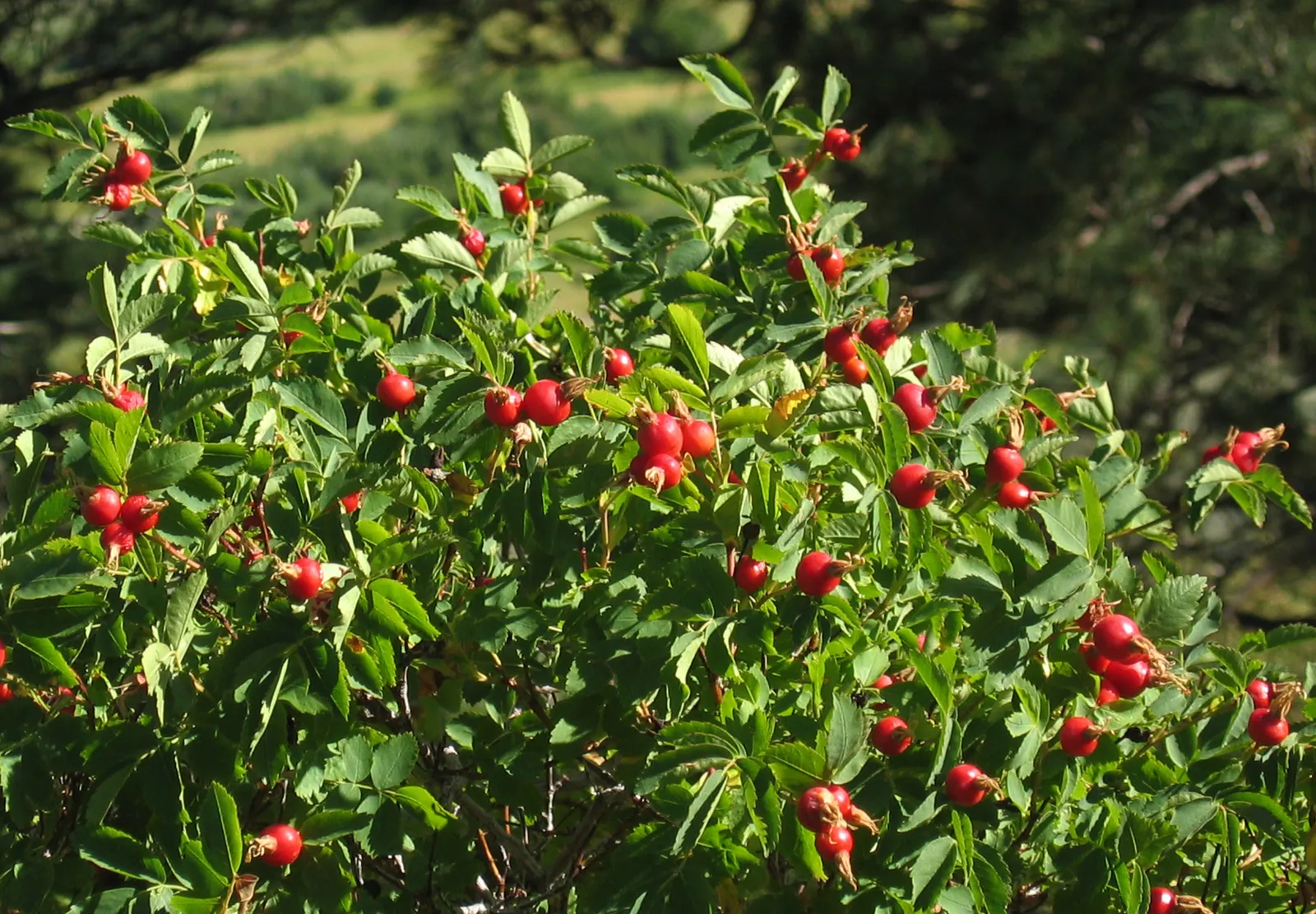 Woods Rose (Rosa Woodsii) — Notable for its fragrant flowers