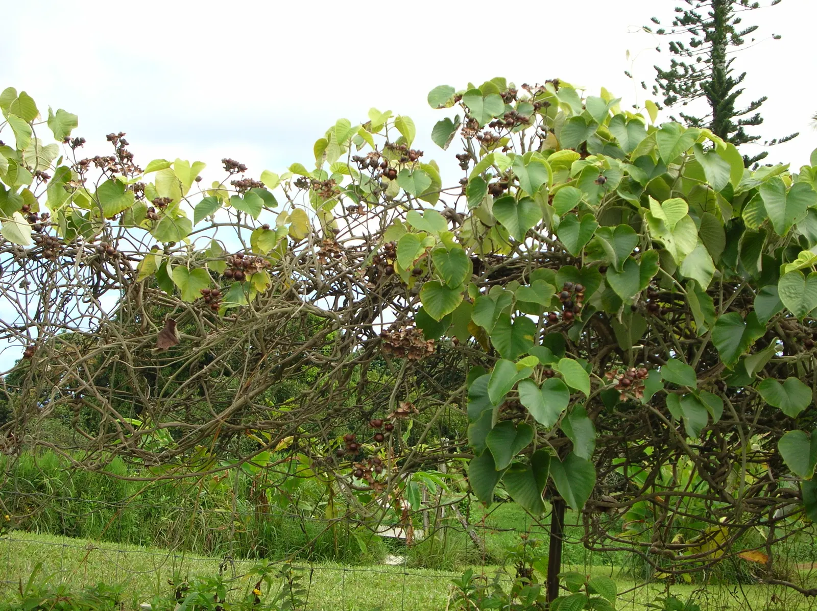 Woods Rose (Rosa Woodsii) — It prefers full sun to partial shade and well-drained soils; roughly 0.25 to 0.5 inches in diameter, image 59