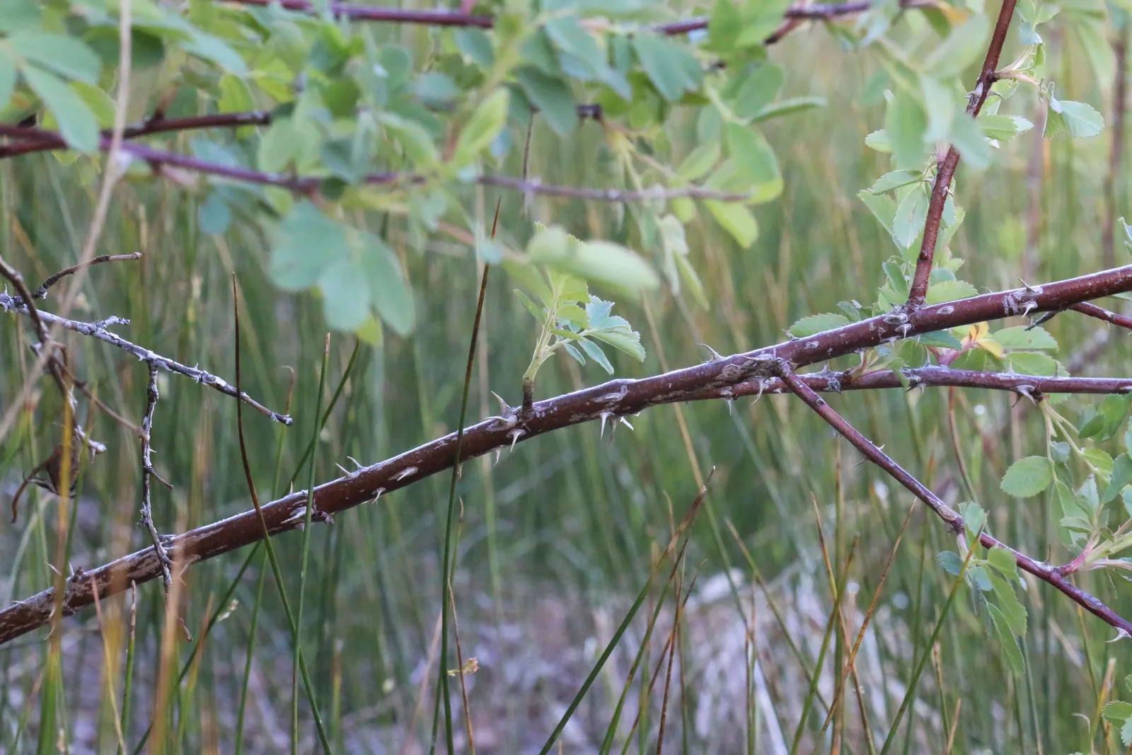 Woods Rose (Rosa Woodsii) — its blossoms come alive with a light; roughly 0.25 to 0.5 inches in diameter
