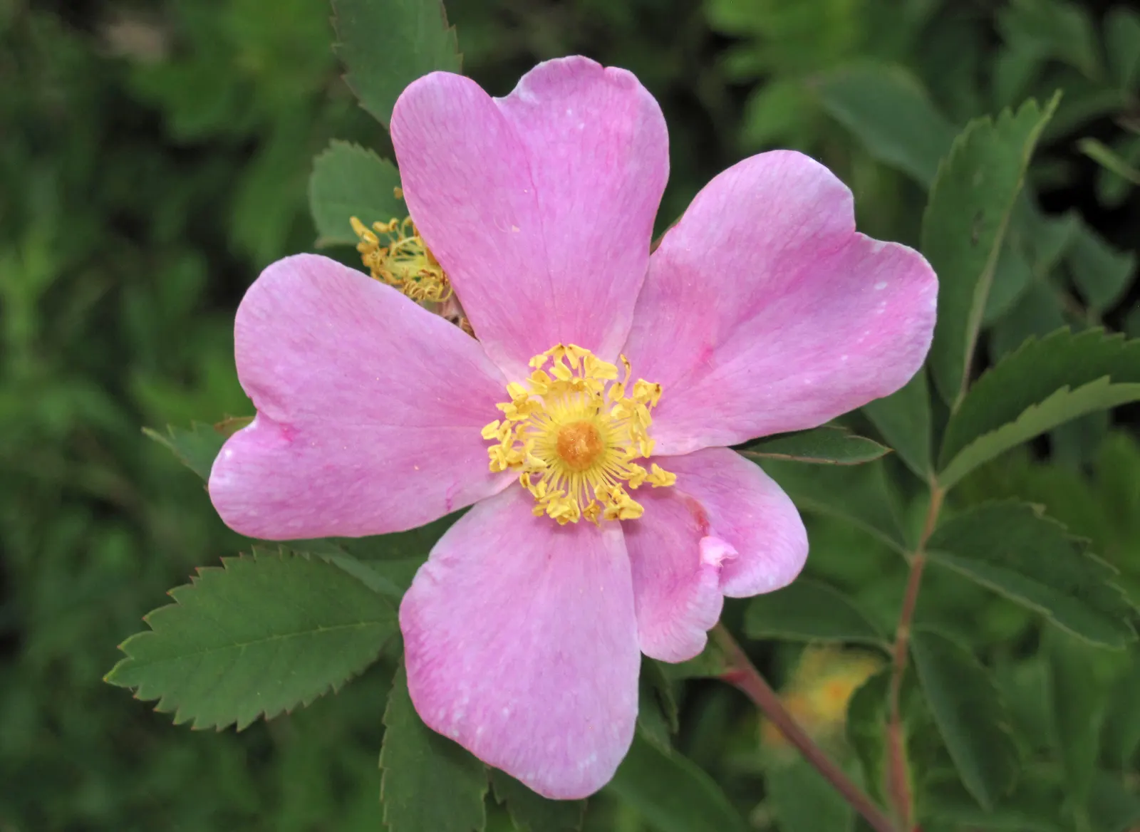 Woods Rose (Rosa Woodsii) — this deciduous shrub stands at an average height of 3 to 6 feet with a comparable spread; notable for its fragrant flowers