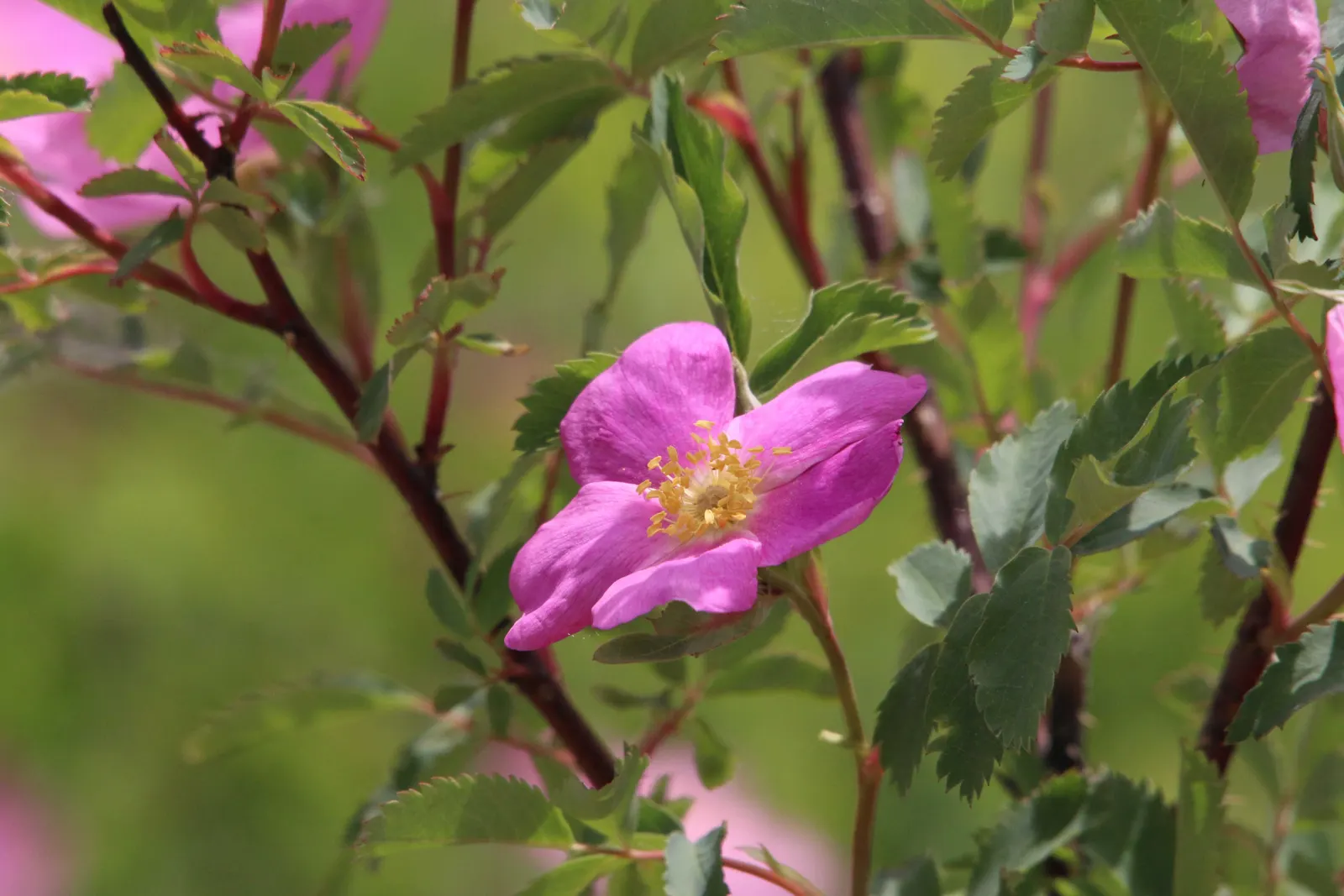 Woods Rose (Rosa Woodsii) — its blossoms come alive with a light