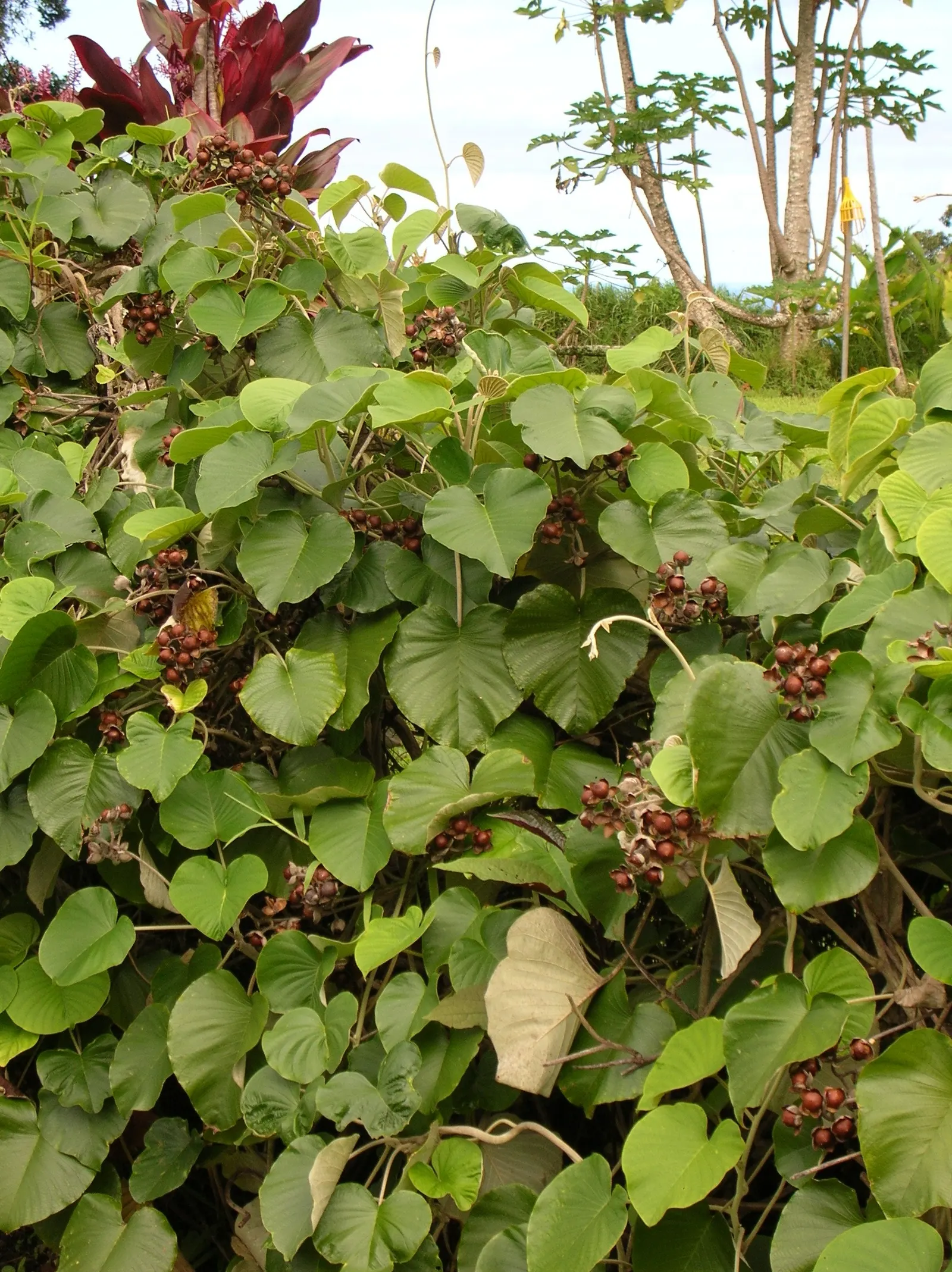 Woods Rose (Rosa Woodsii) — is a North American native shrub with soft pink to deep rose blooms; notable for its fragrant flowers, image 57