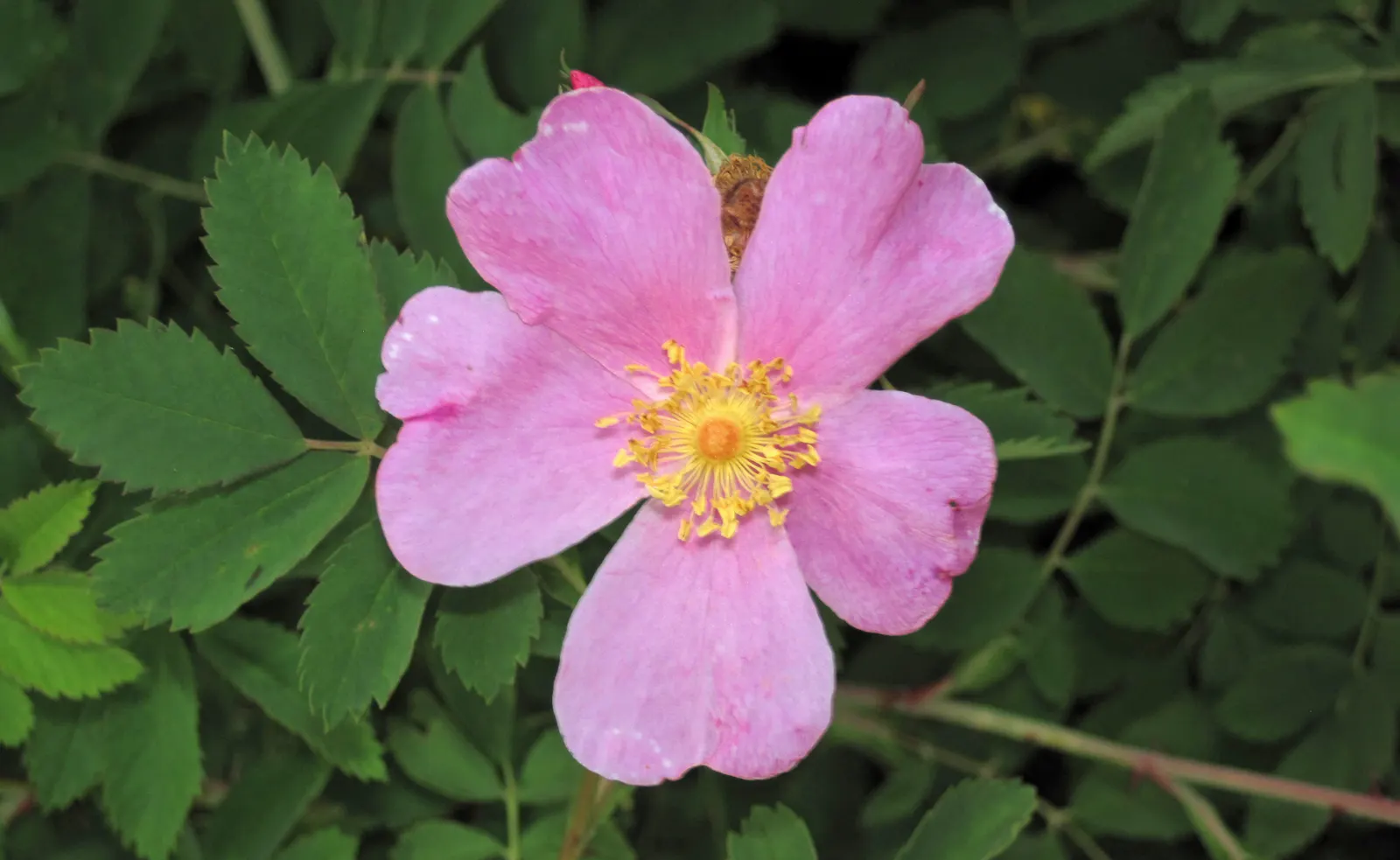 Woods Rose (Rosa Woodsii) — rounded silhouette.<br><br>Characterized by its pinnately compound leaves; which typically feature 5 to 9 leaflets with serrated