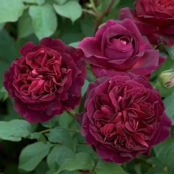 Woods Rose (Rosa Woodsii) — is a delightful shrub and an asset to any landscape