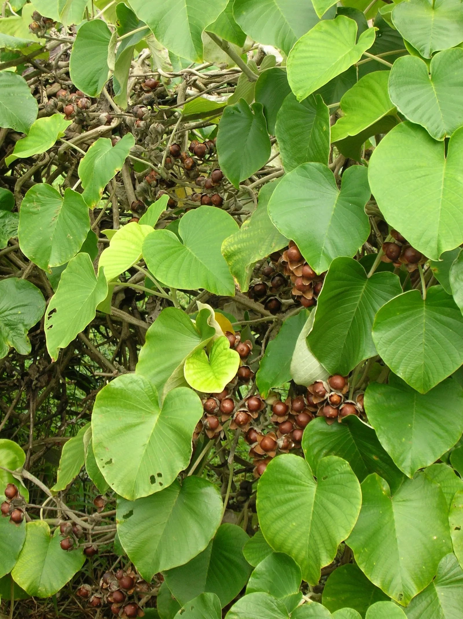 Woods Rose (Rosa Woodsii) — shrub for full or half; so placement should consider foot traffic to prevent unwanted encounters