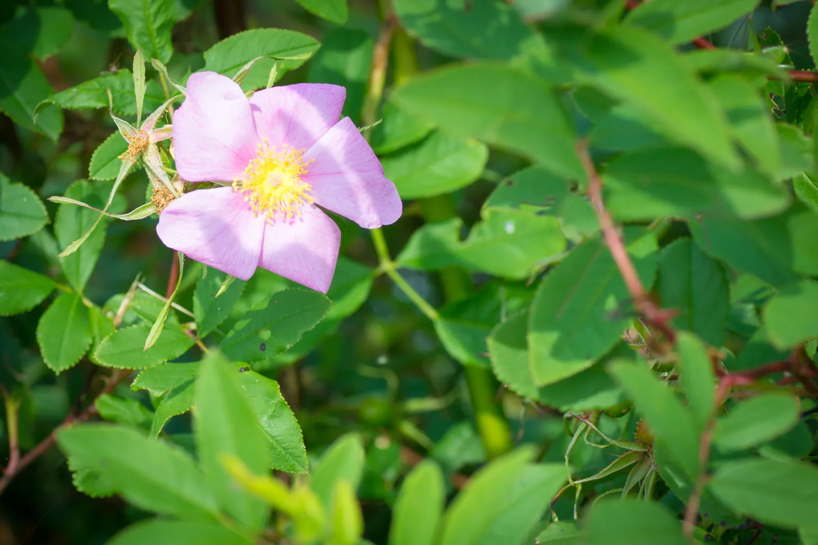 Woods Rose (Rosa Woodsii) — pink to deep rose flowers
