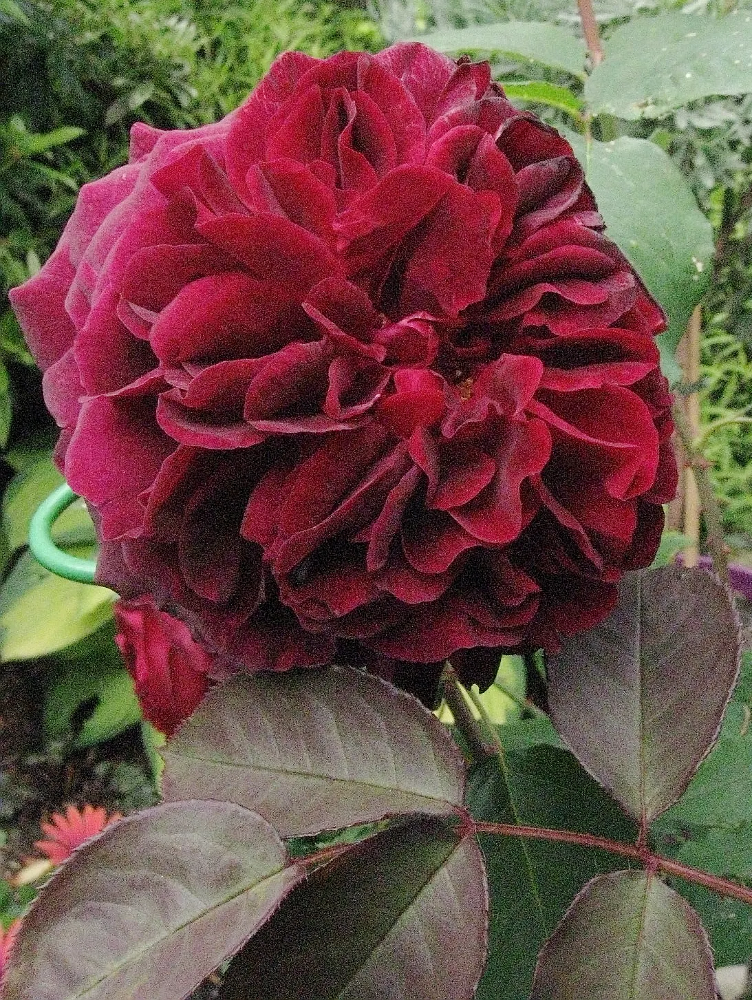 Woods Rose (Rosa Woodsii) — This hardy species thrives in USDA zones 3-7, reaching 2-5 feet tall and wide