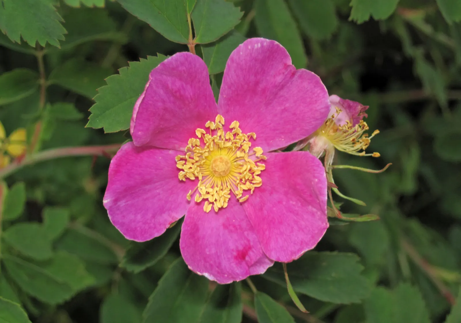 Woods Rose (Rosa Woodsii) — which typically feature 5 to 9 leaflets with serrated margins; roughly 0.25 to 0.5 inches in diameter