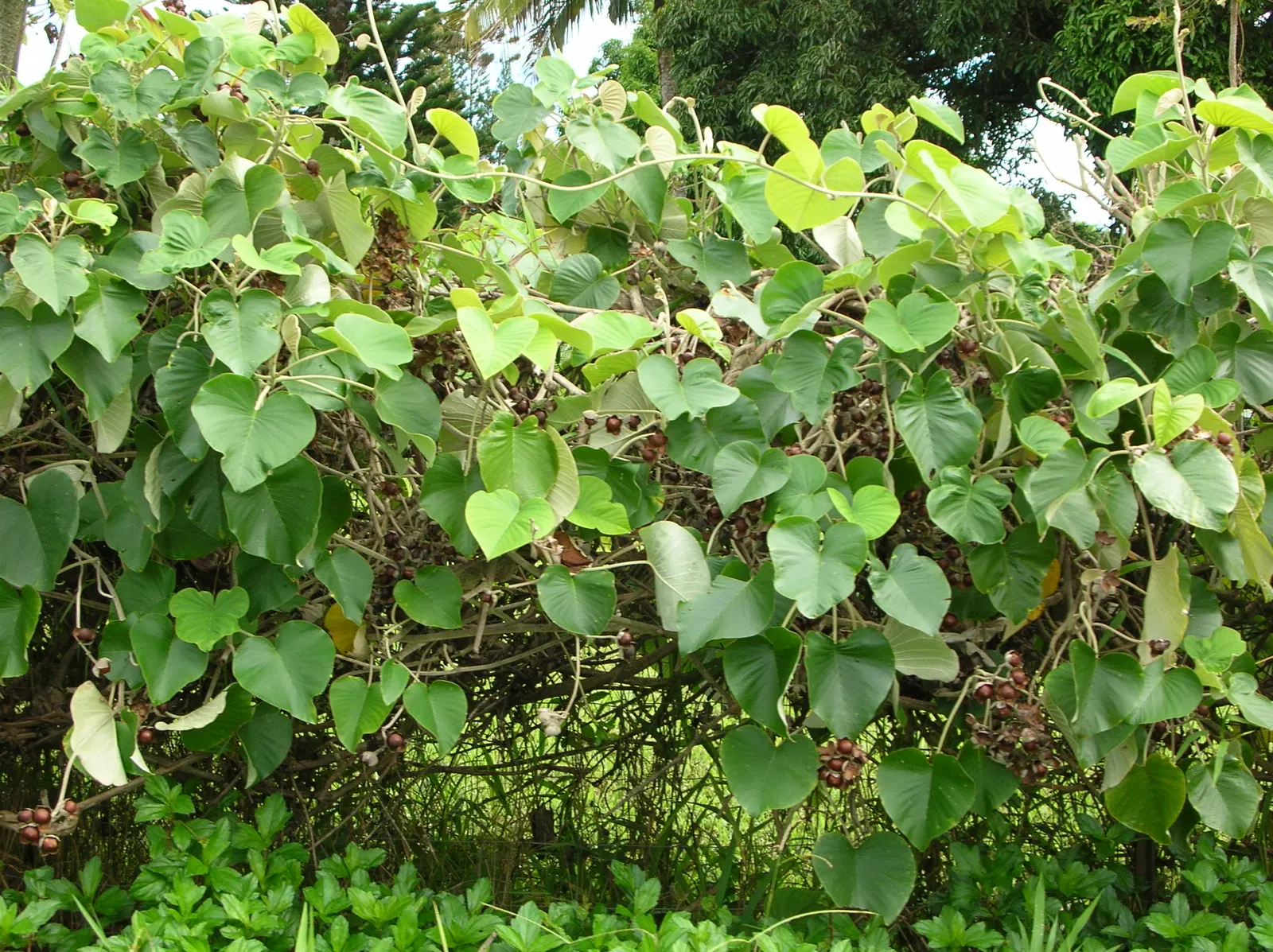 Woods Rose (Rosa Woodsii) — shrub with white blooms; roughly 0.25 to 0.5 inches in diameter