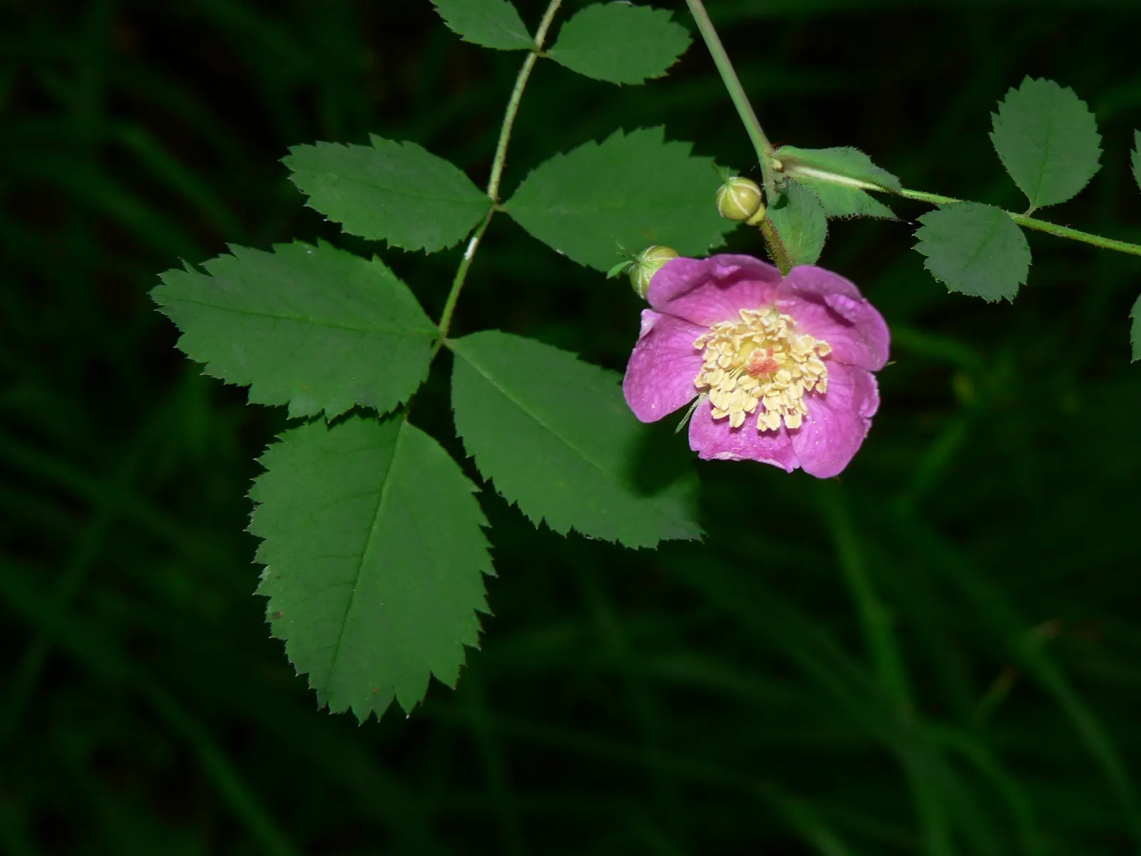 Woods Rose (Rosa Woodsii) — it is equipped with thorns; so placement should consider foot traffic to prevent unwanted encounters