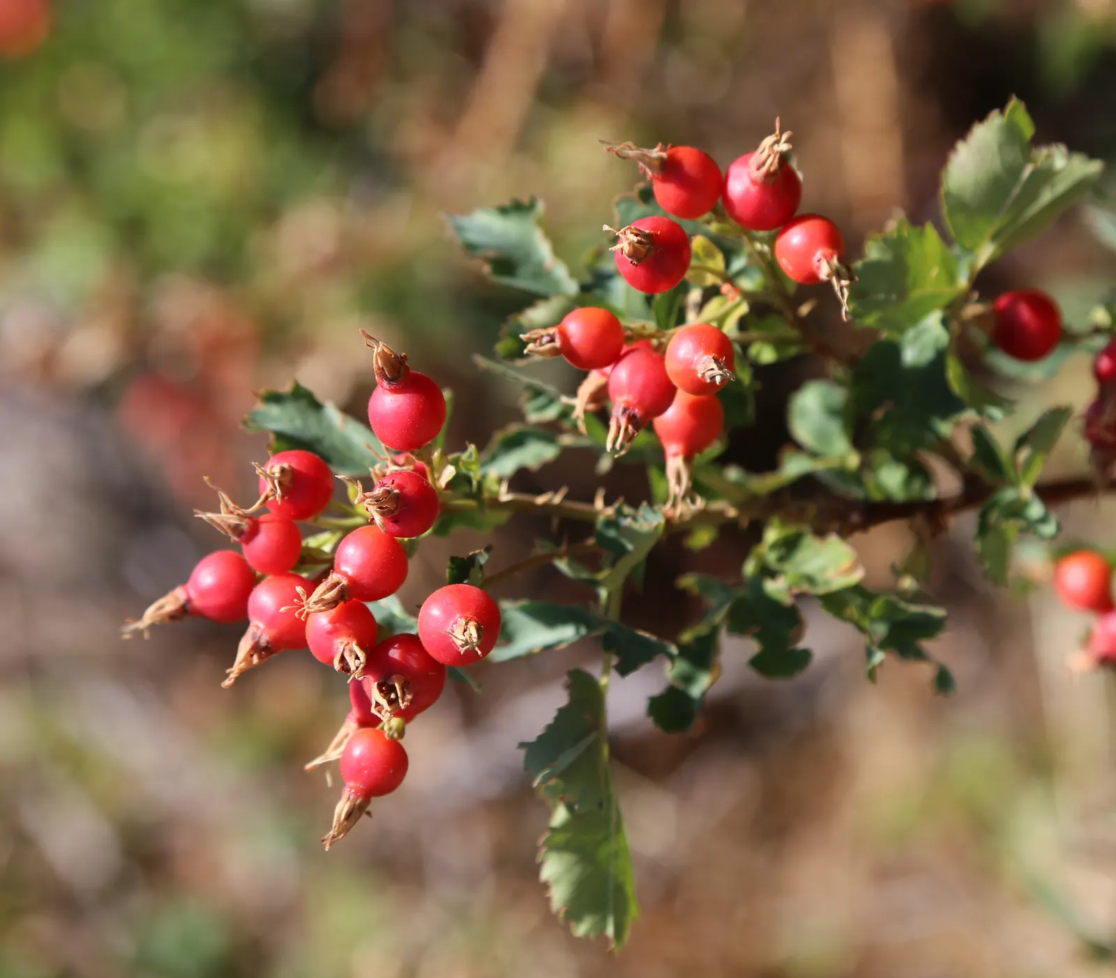 Woods Rose (Rosa Woodsii) — Blooming profusely from late spring to early summer; which typically feature 5 to 9 leaflets with serrated margins