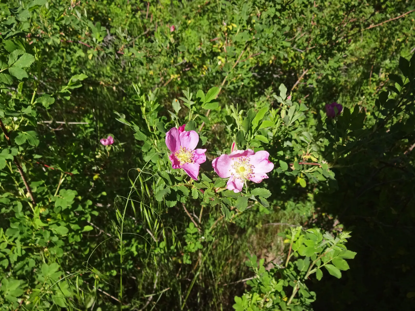 Woods Rose (Rosa Woodsii) — roughly 0.25 to 0.5 inches in diameter; which typically feature 5 to 9 leaflets with serrated margins