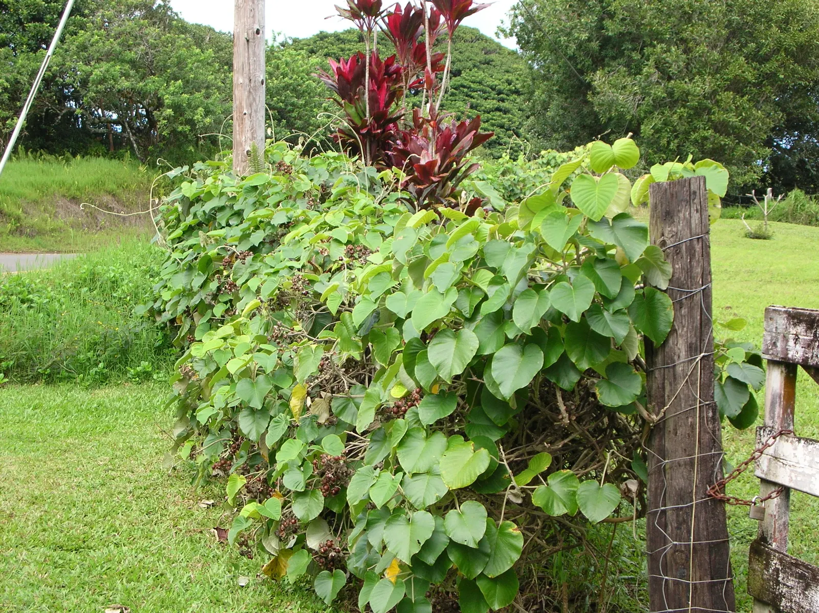 Woods Rose (Rosa Woodsii) — Notable for its fragrant flowers; so placement should consider foot traffic to prevent unwanted encounters, image 60